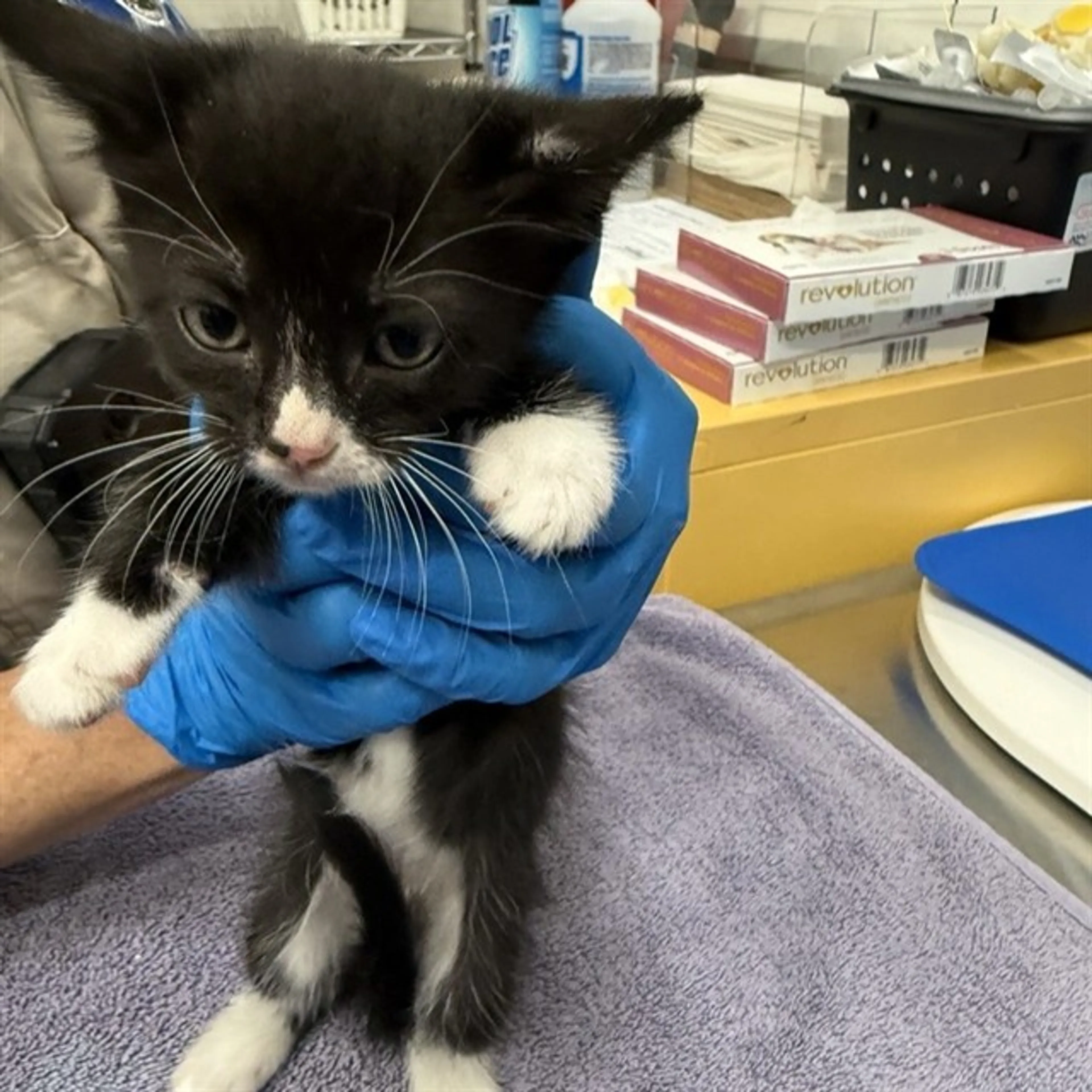 Found pet
