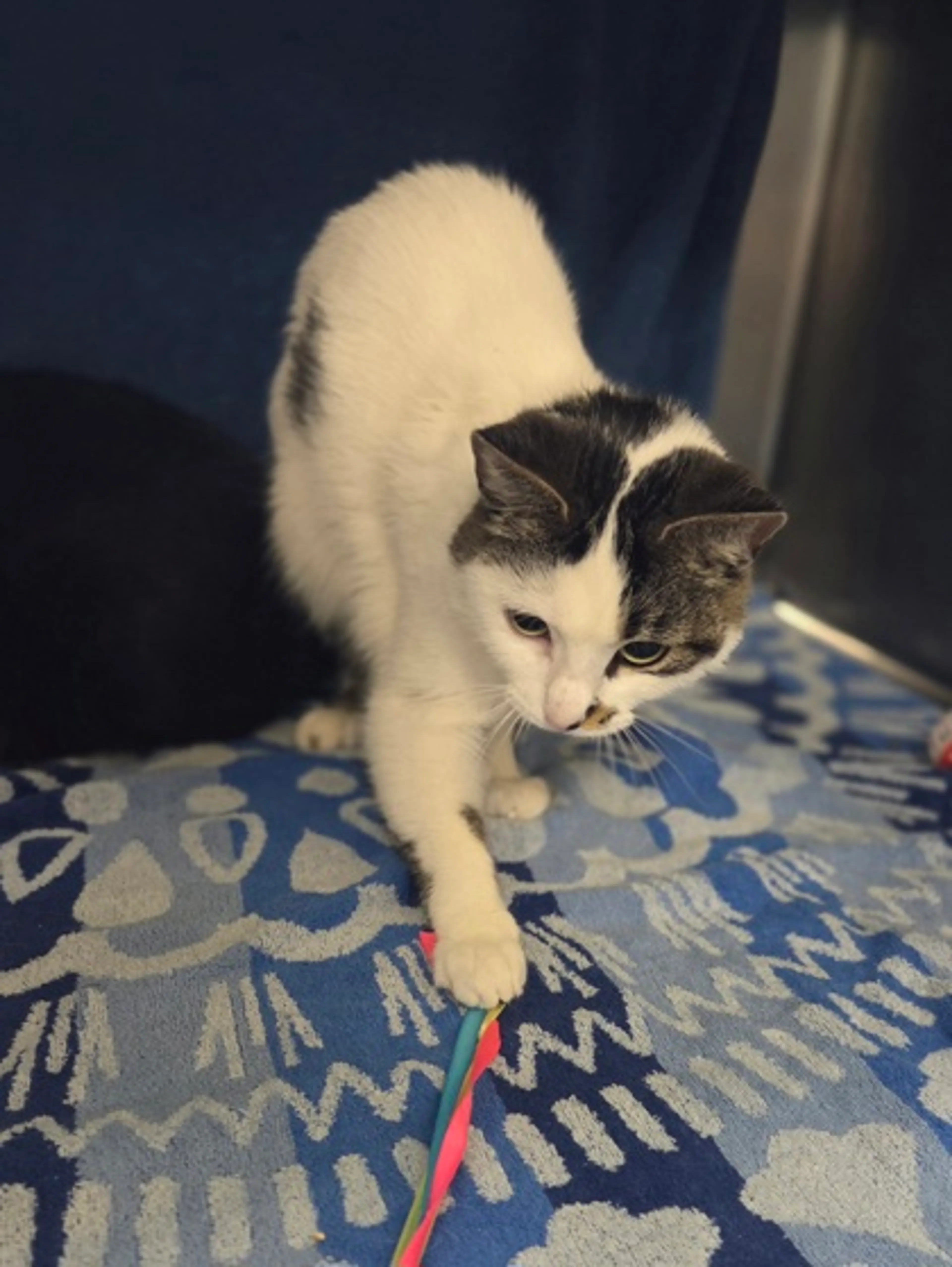 Found pet-2