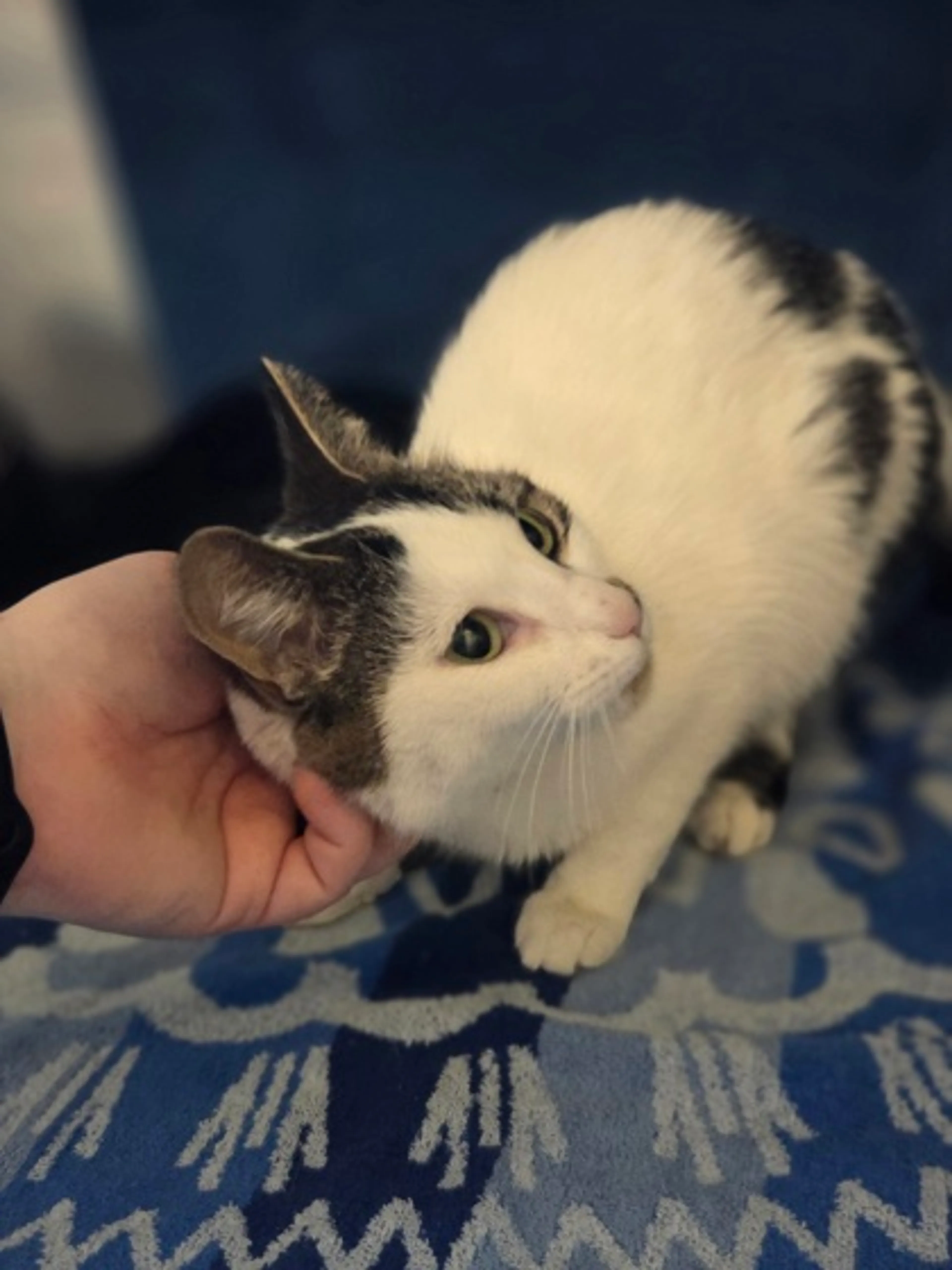 Found pet-1