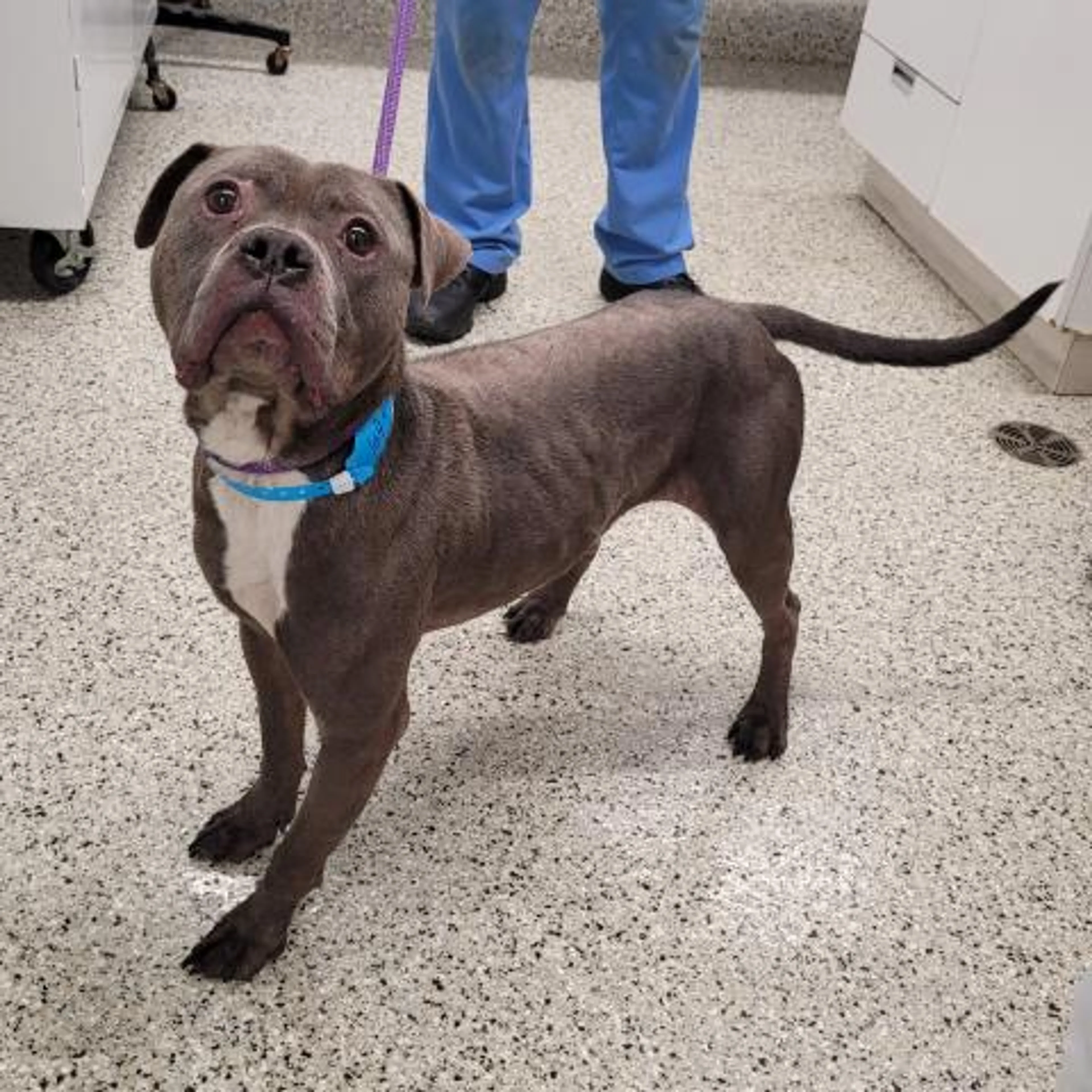Found pet