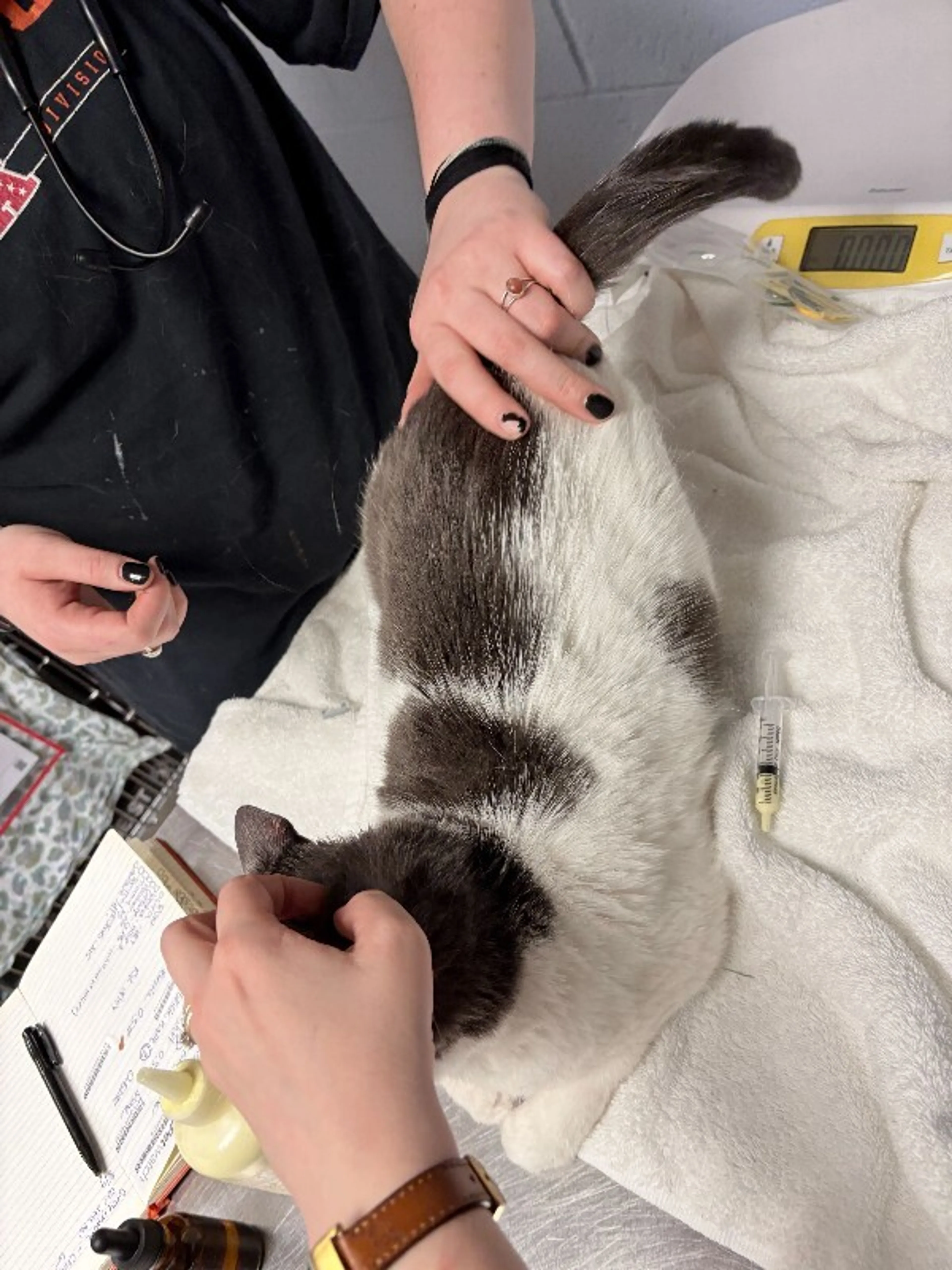 Found pet-2