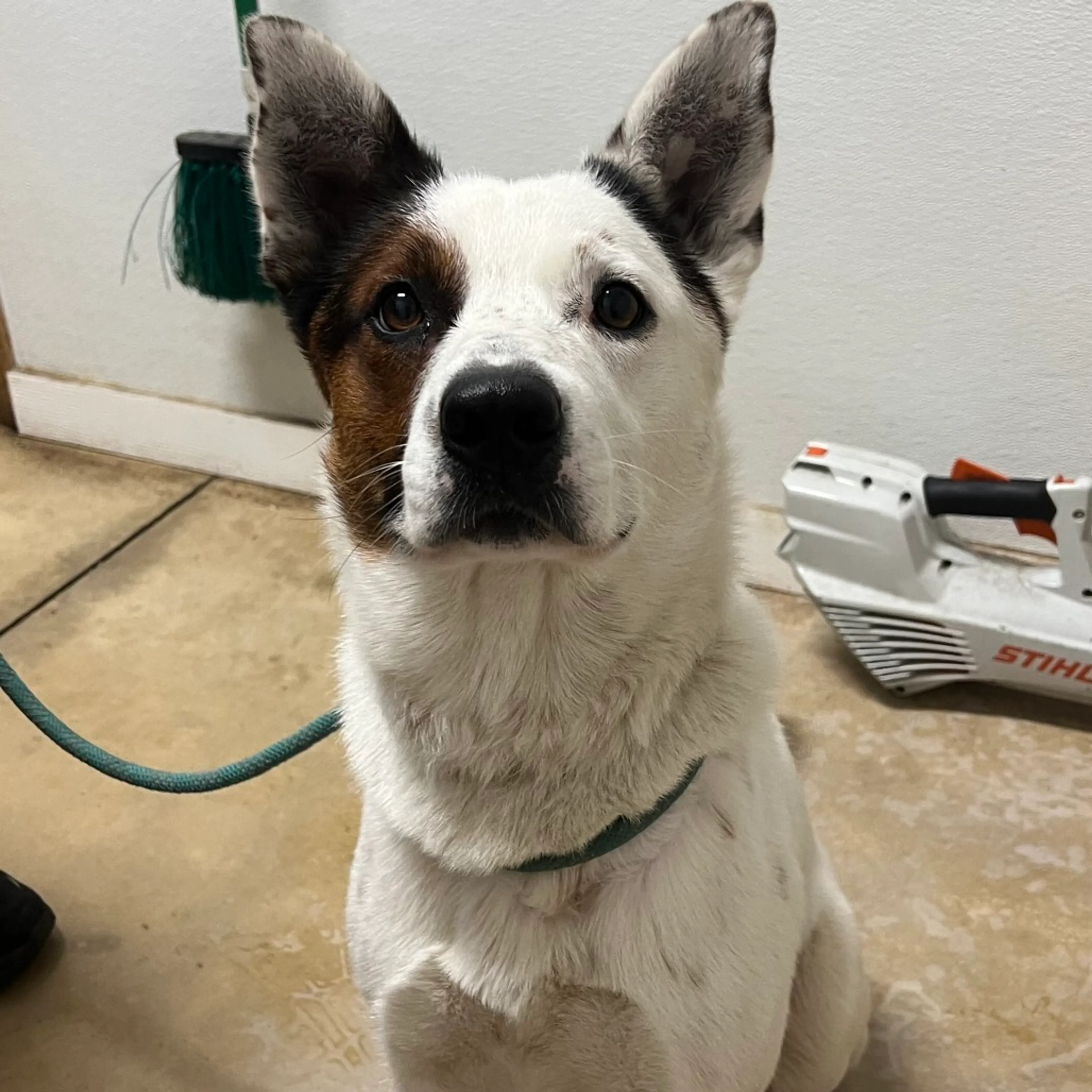 Found pet
