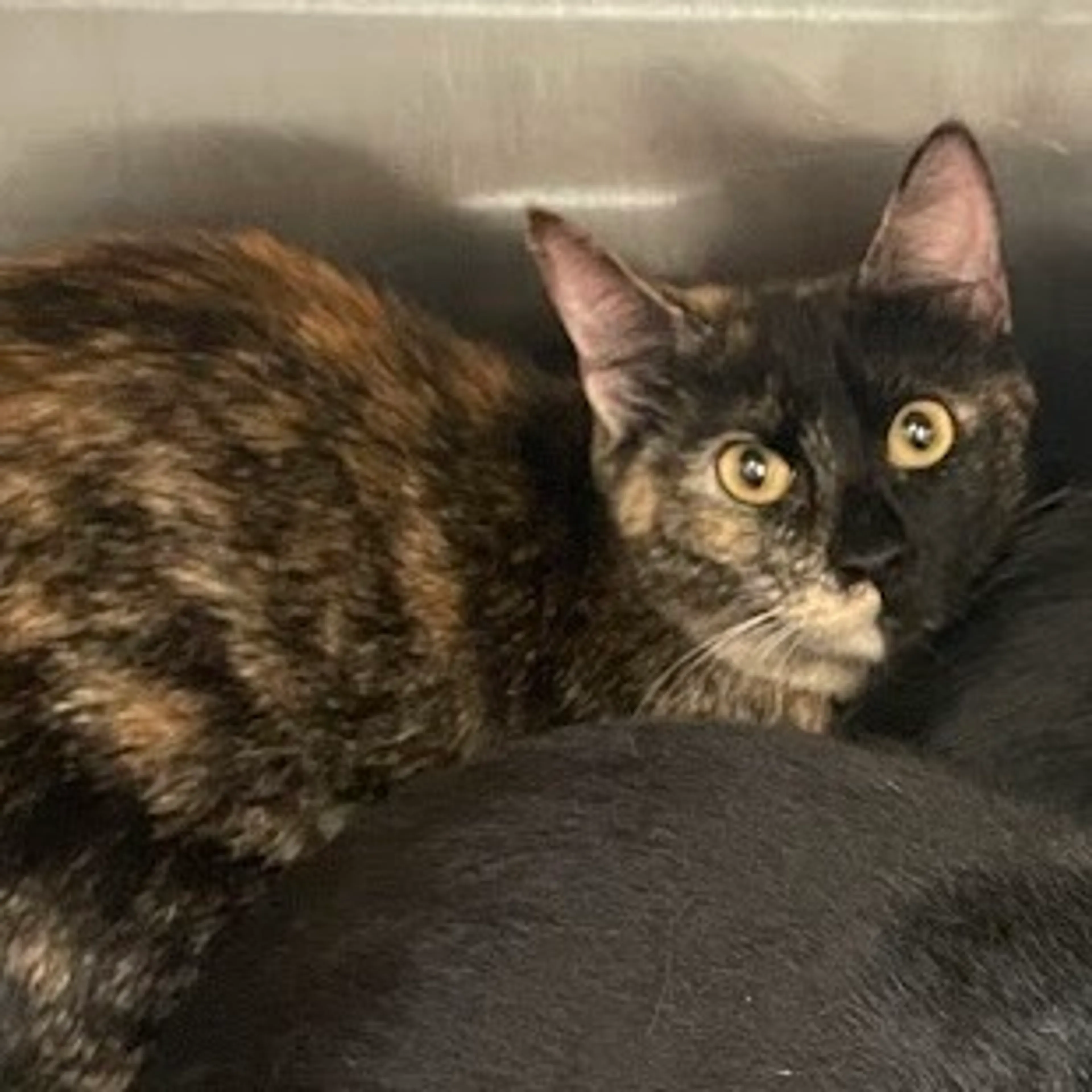 Found pet