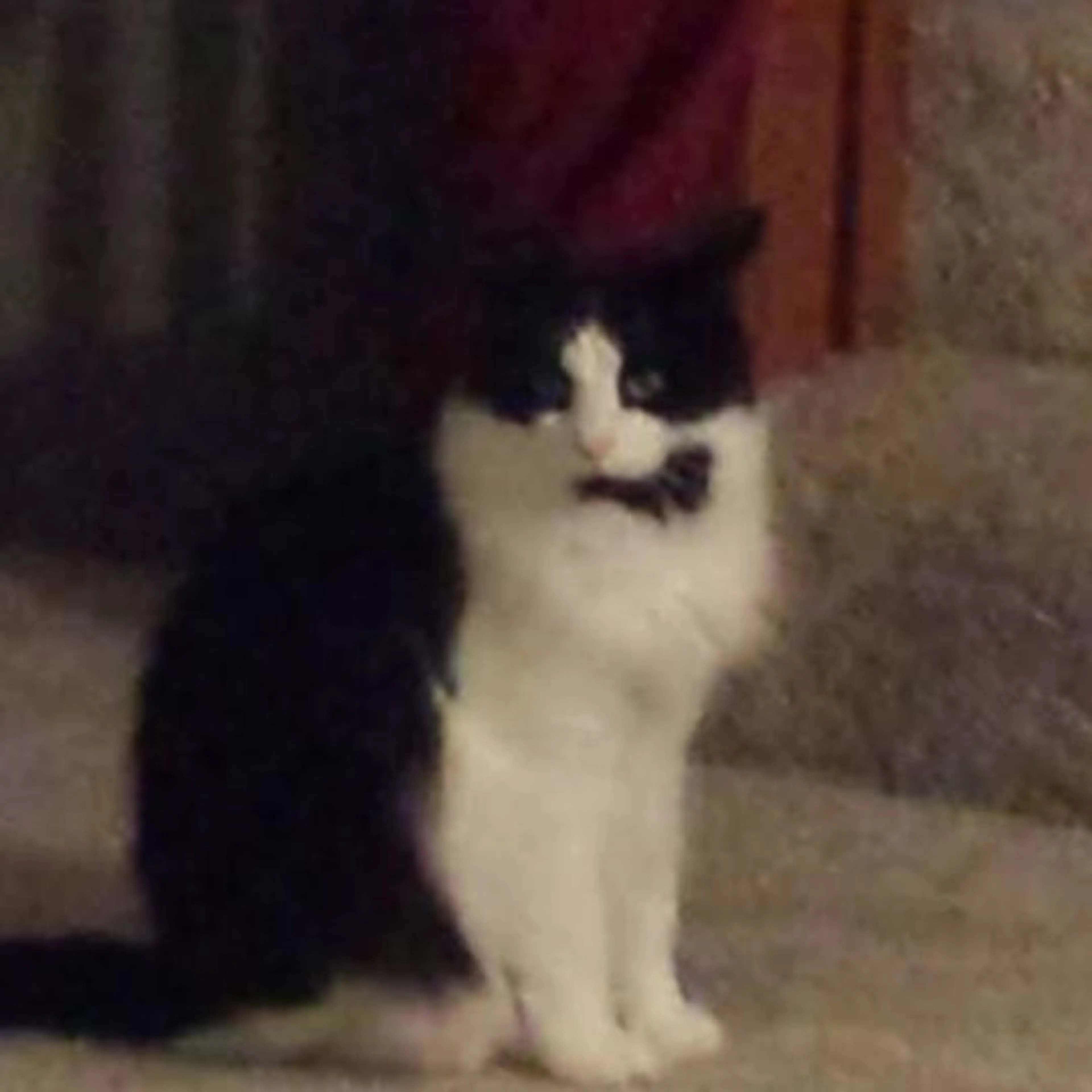 Lost pet