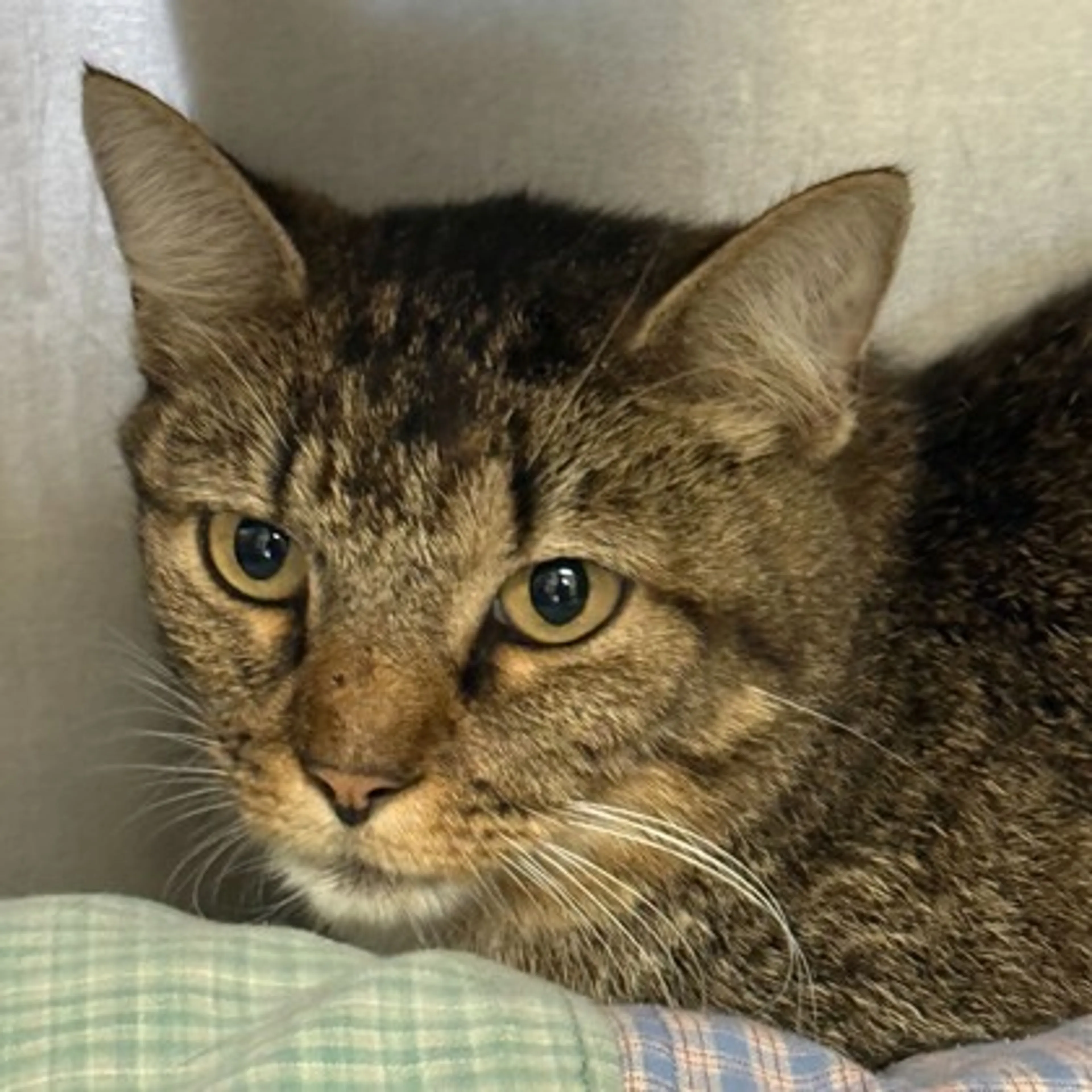 Found pet-1