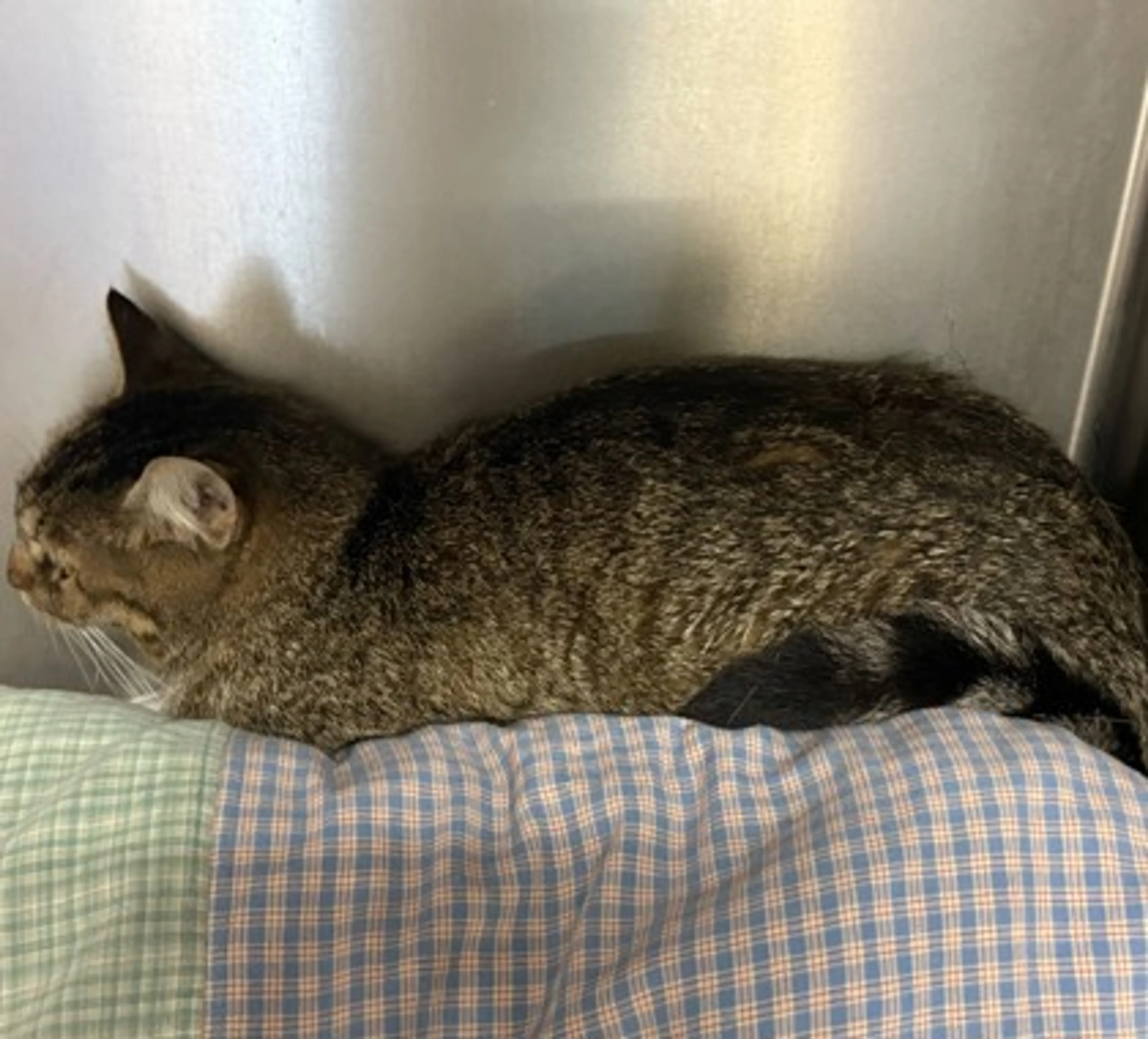 Found pet-2