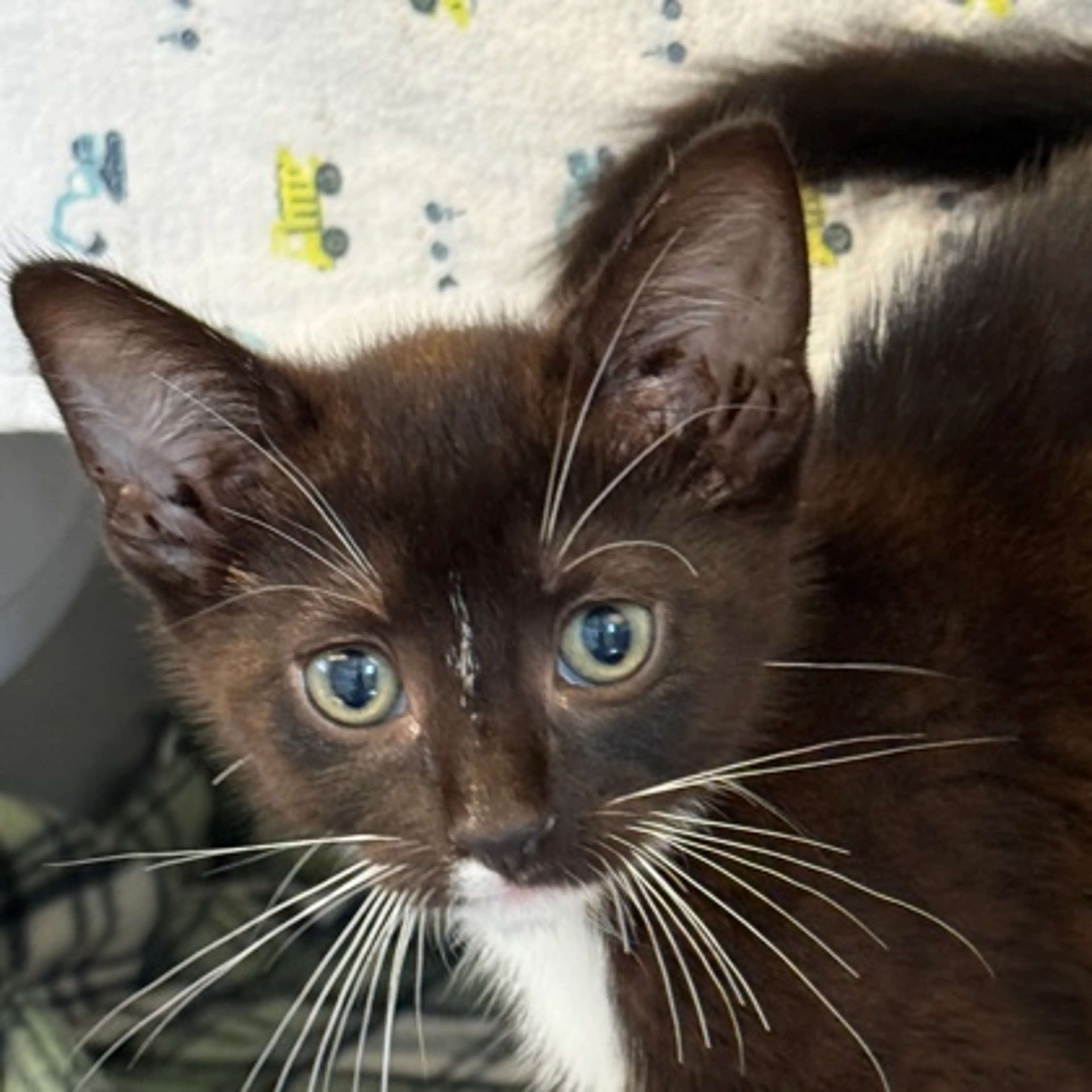 Found pet-1