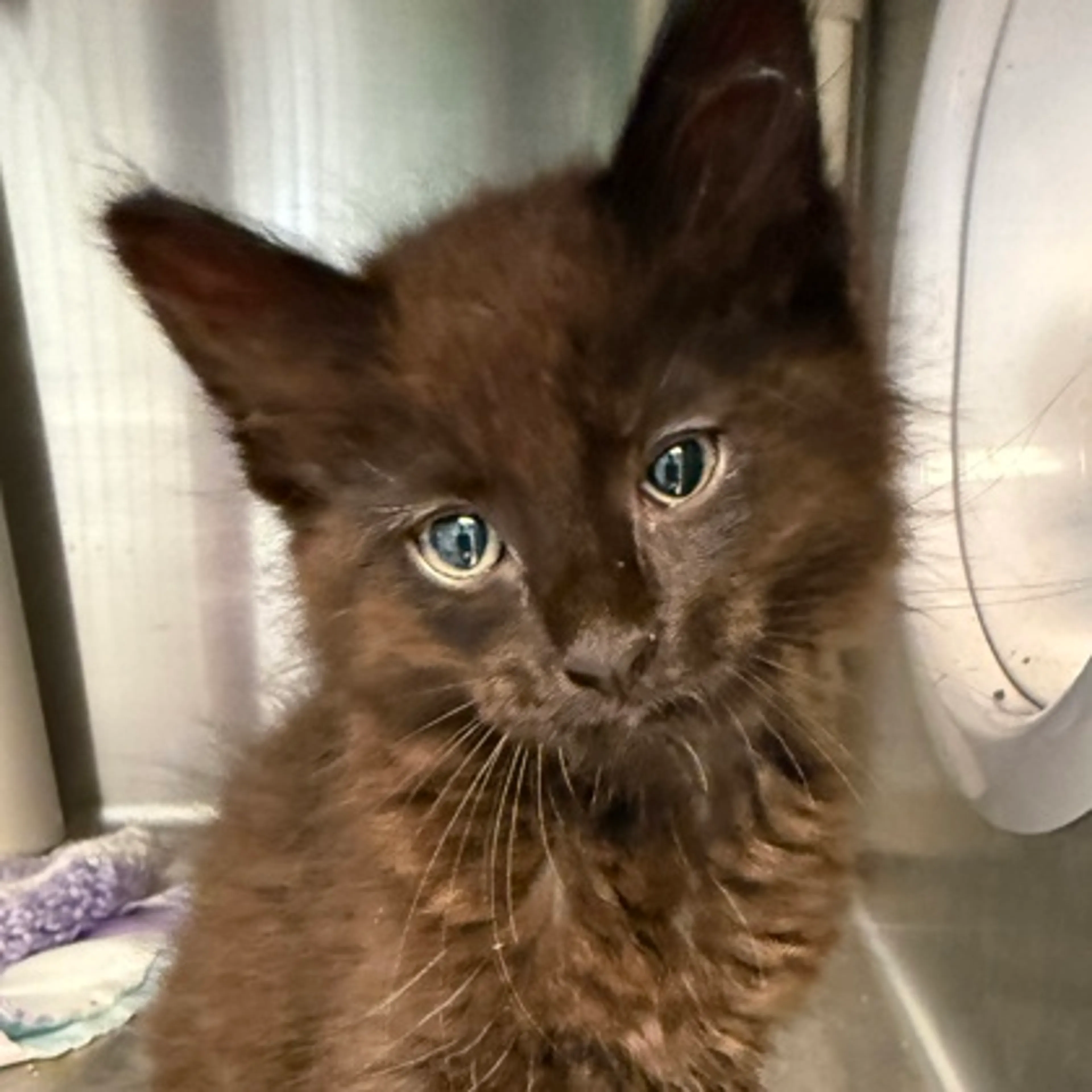Found pet