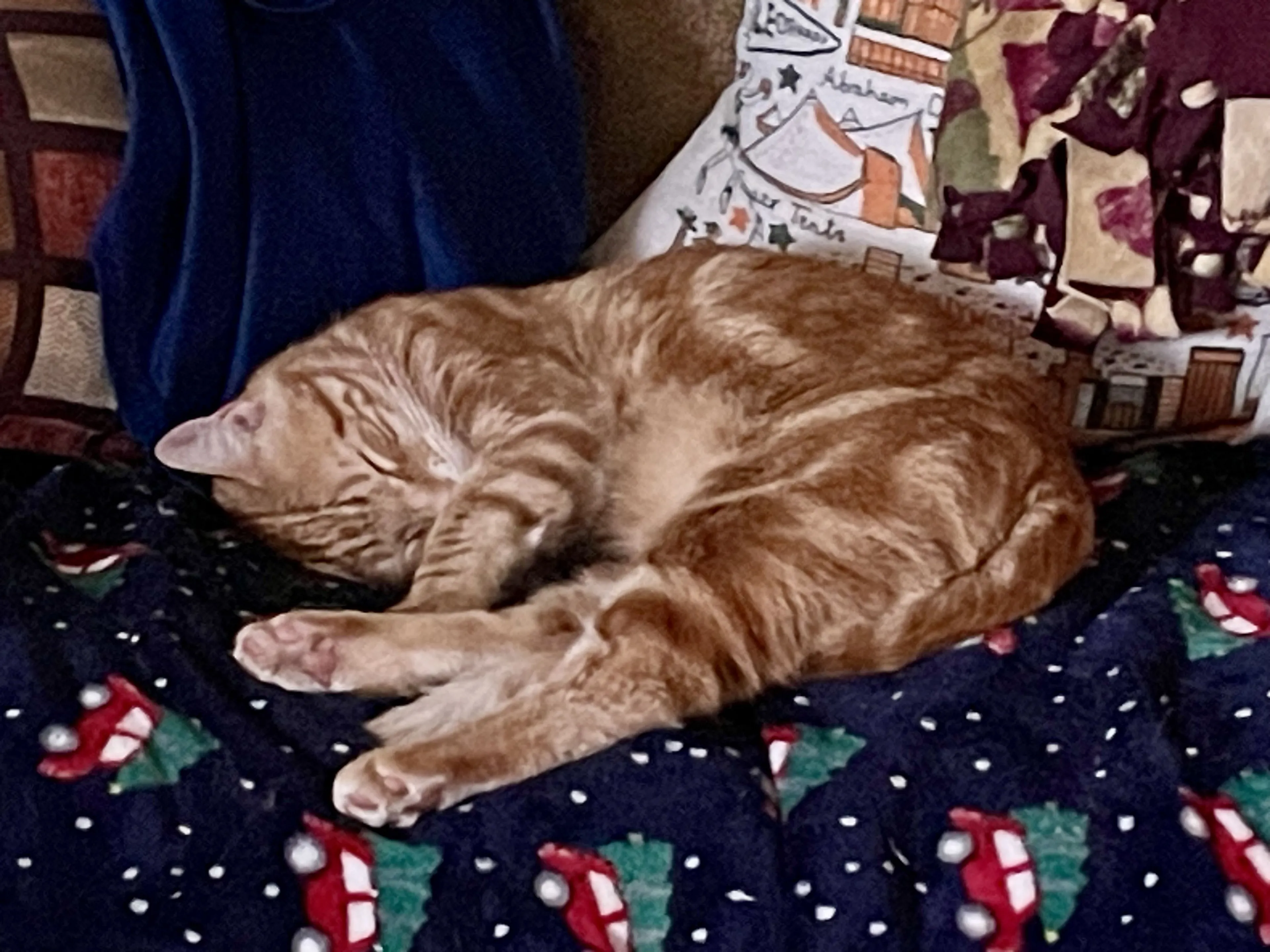 Lost pet-1