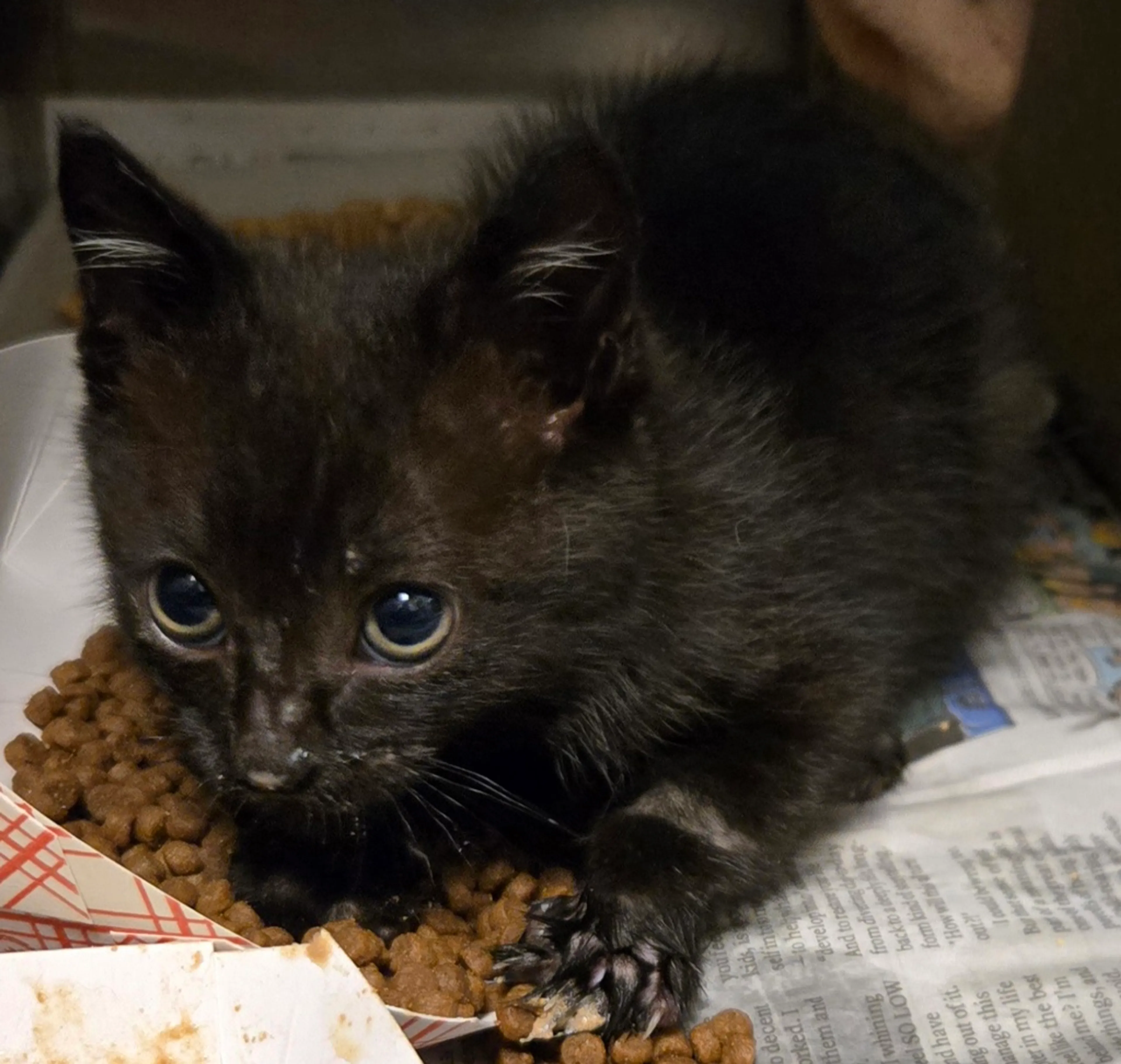 Found pet