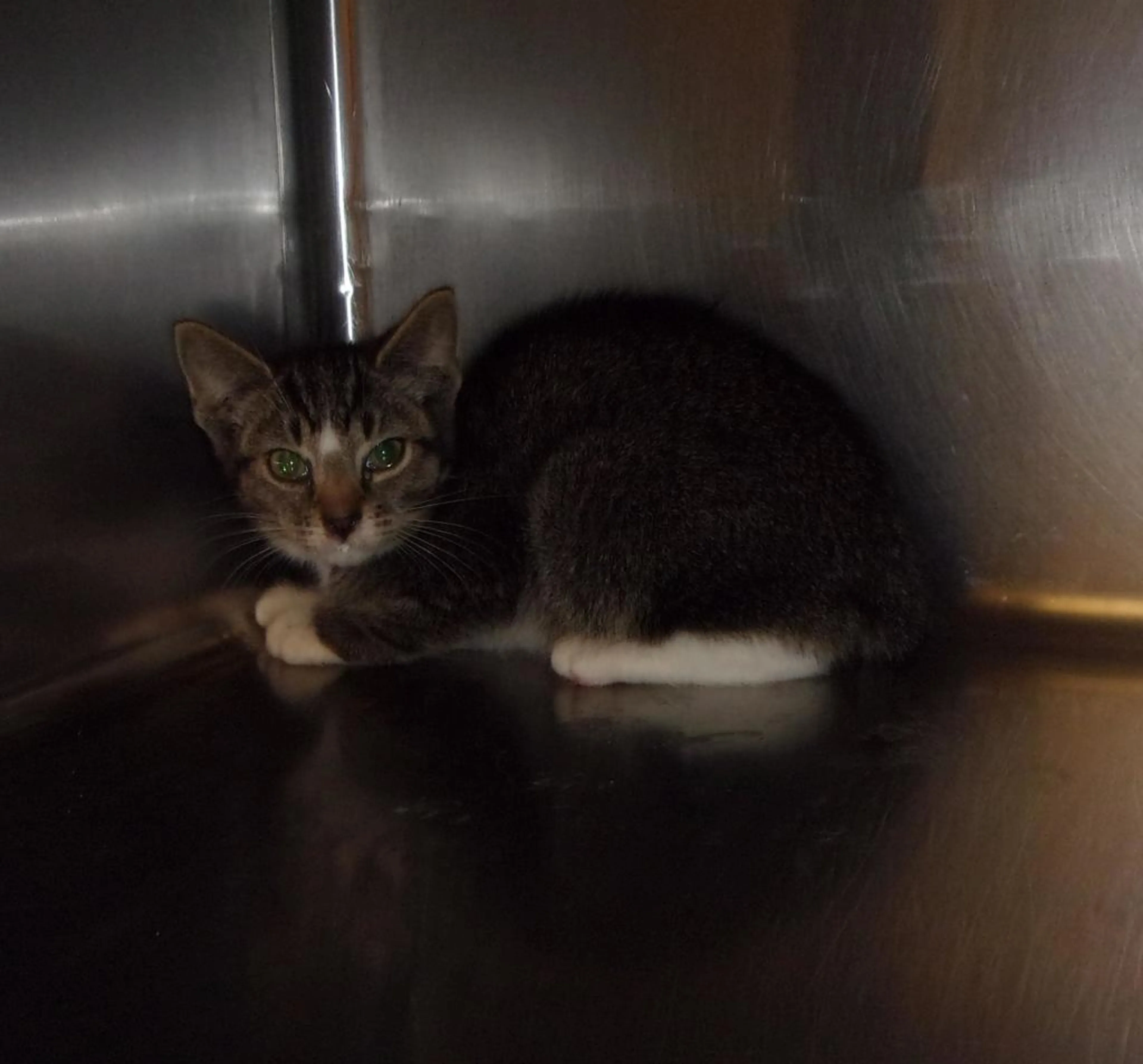 Found pet-1