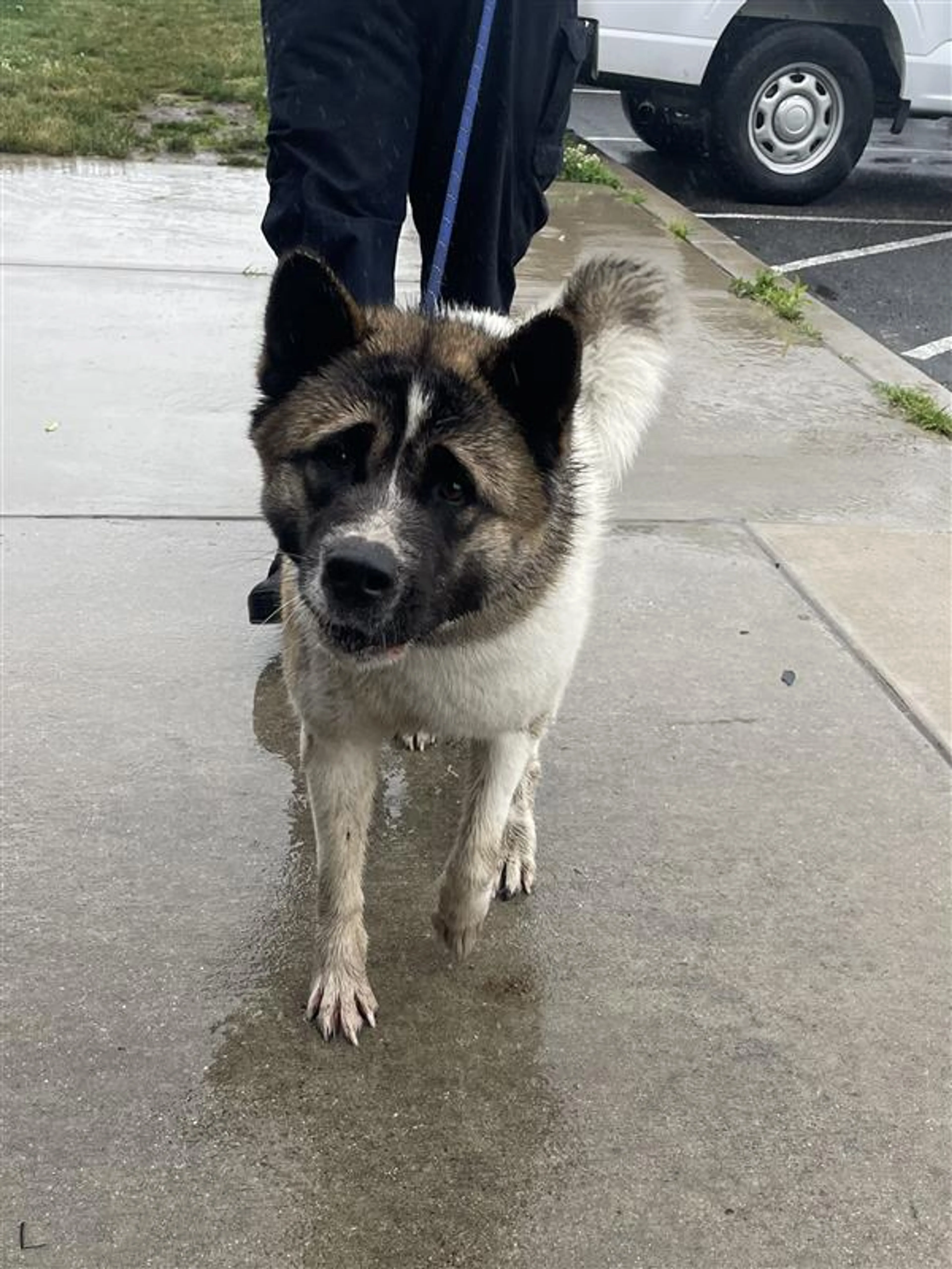Found pet