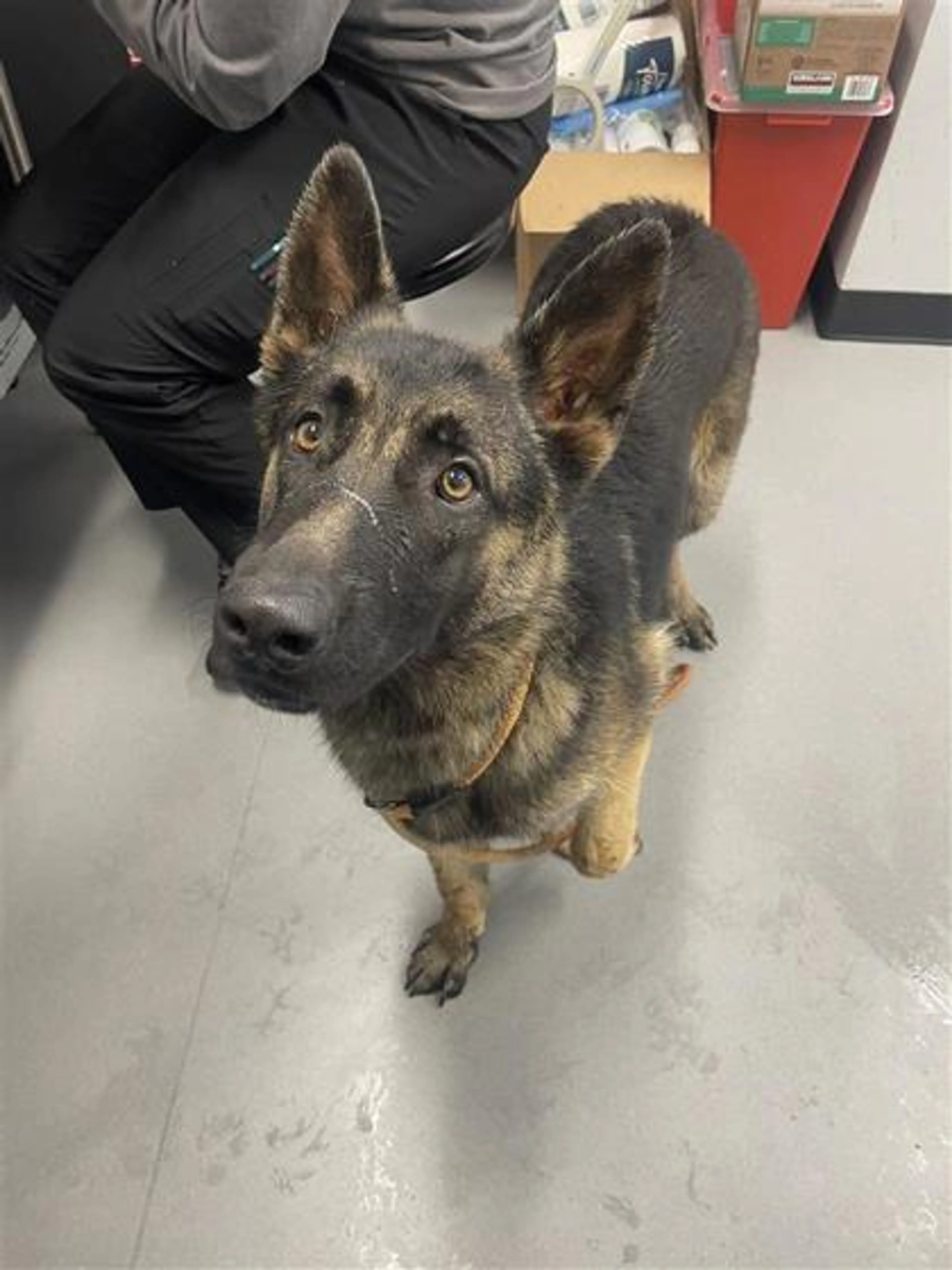 Found pet