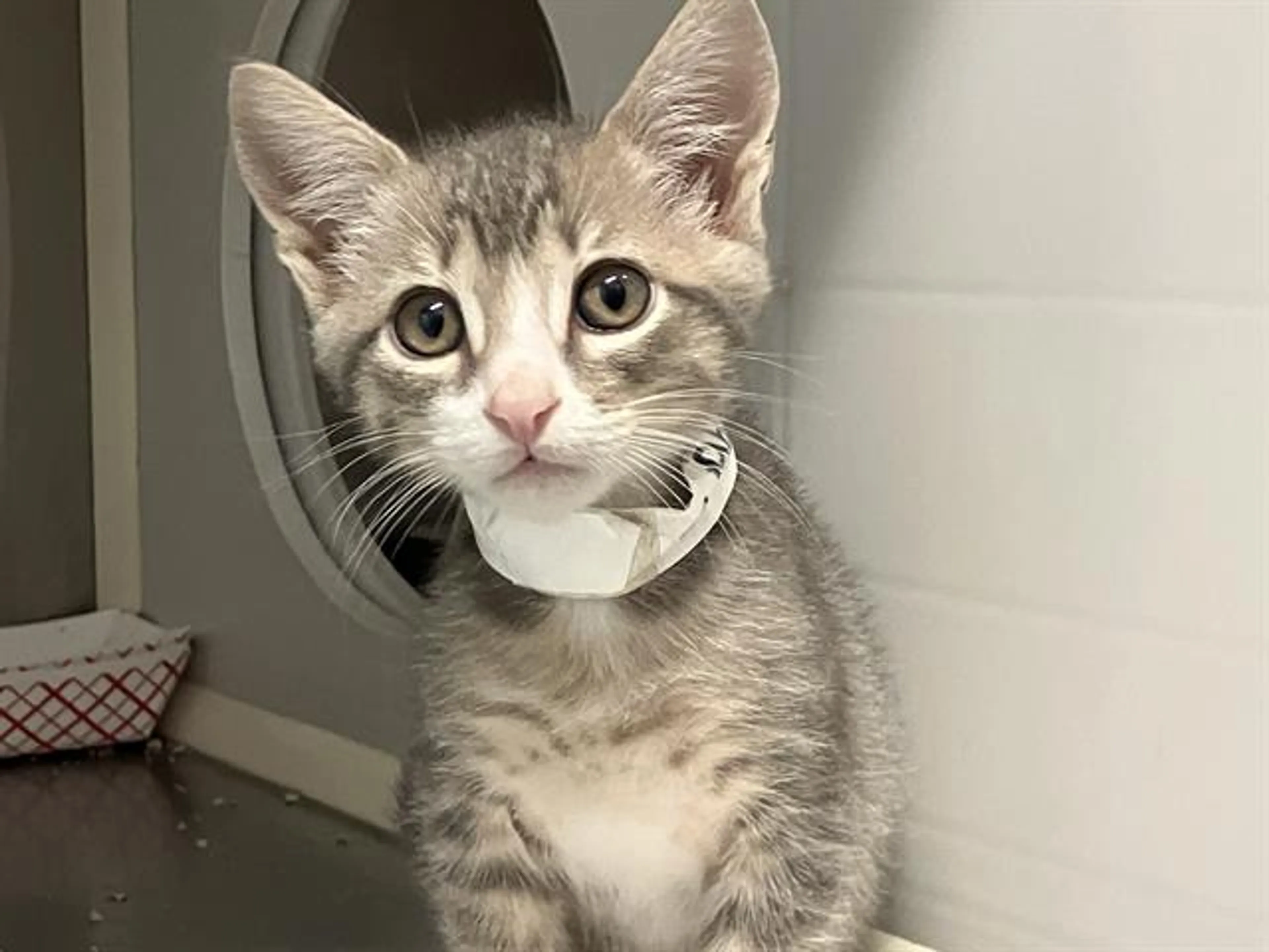 Found pet