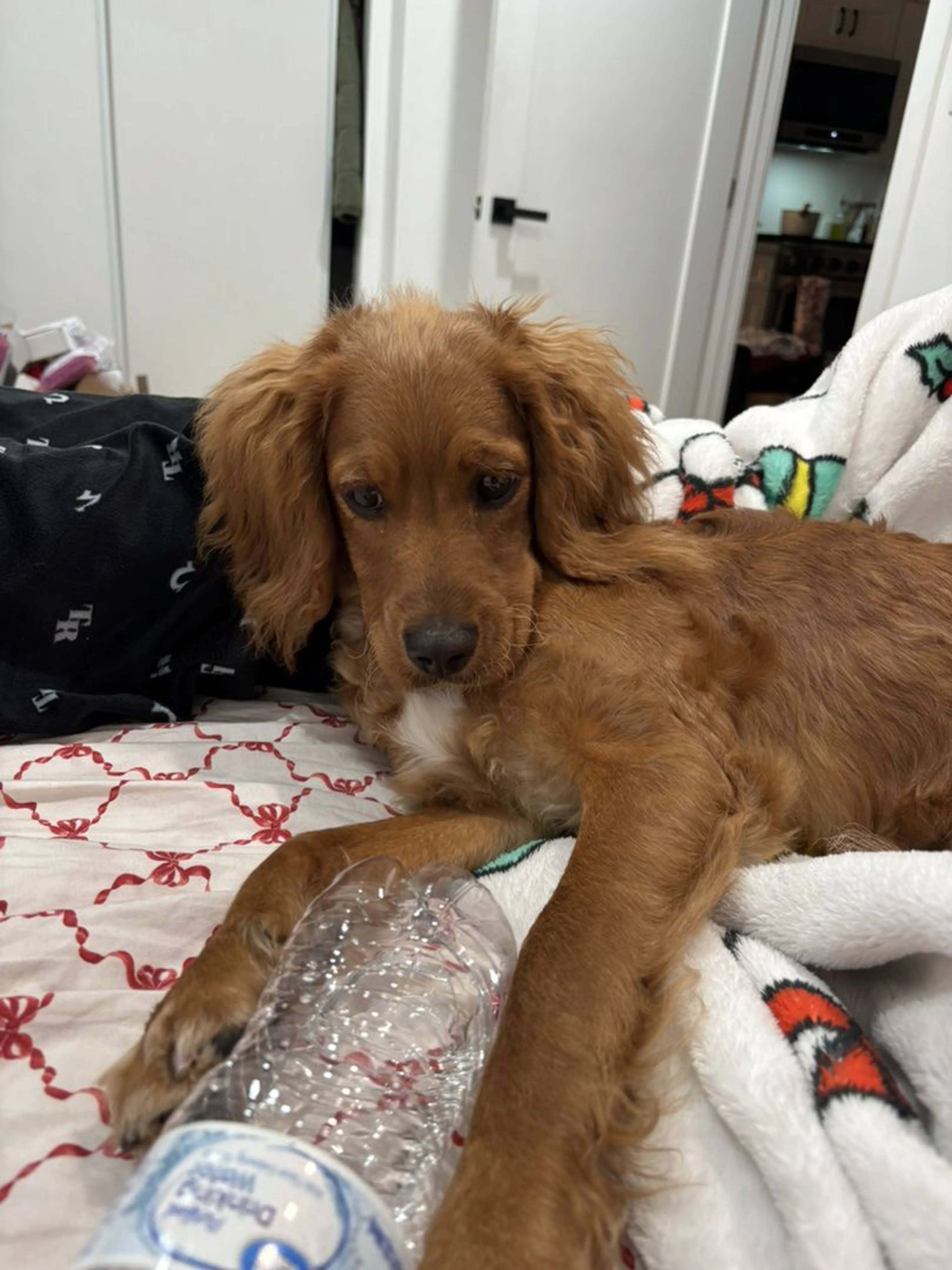 Lost pet-2