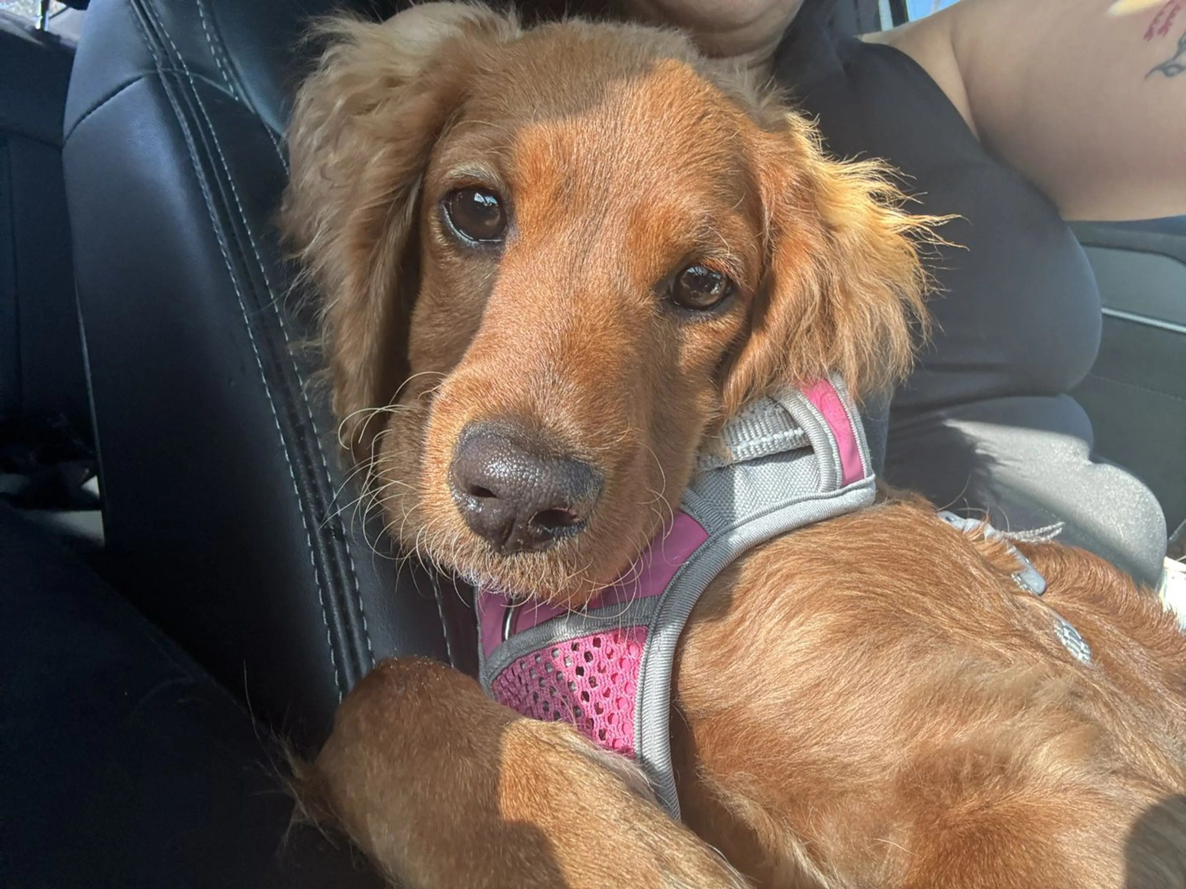 Lost pet-1