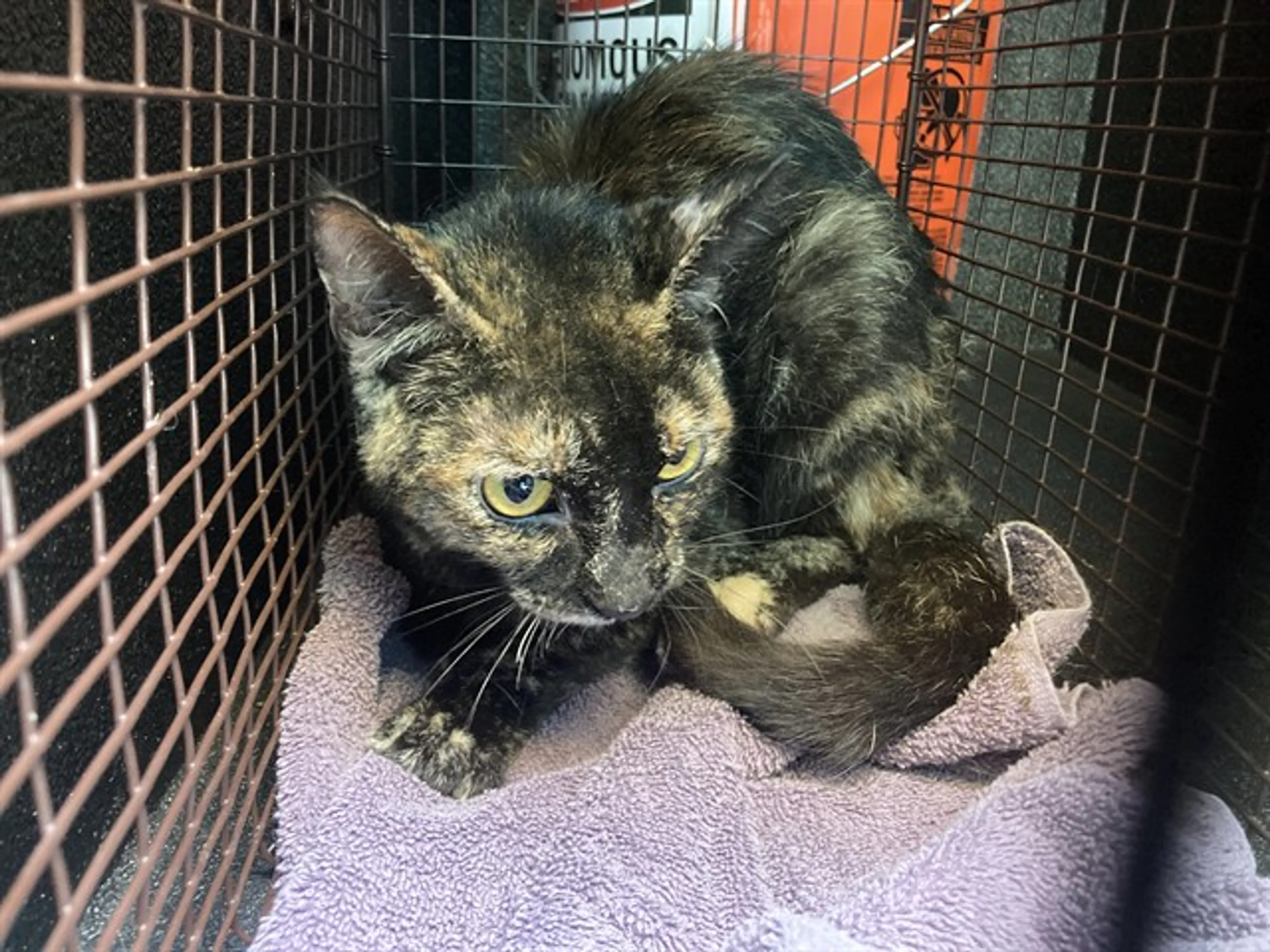 Found pet
