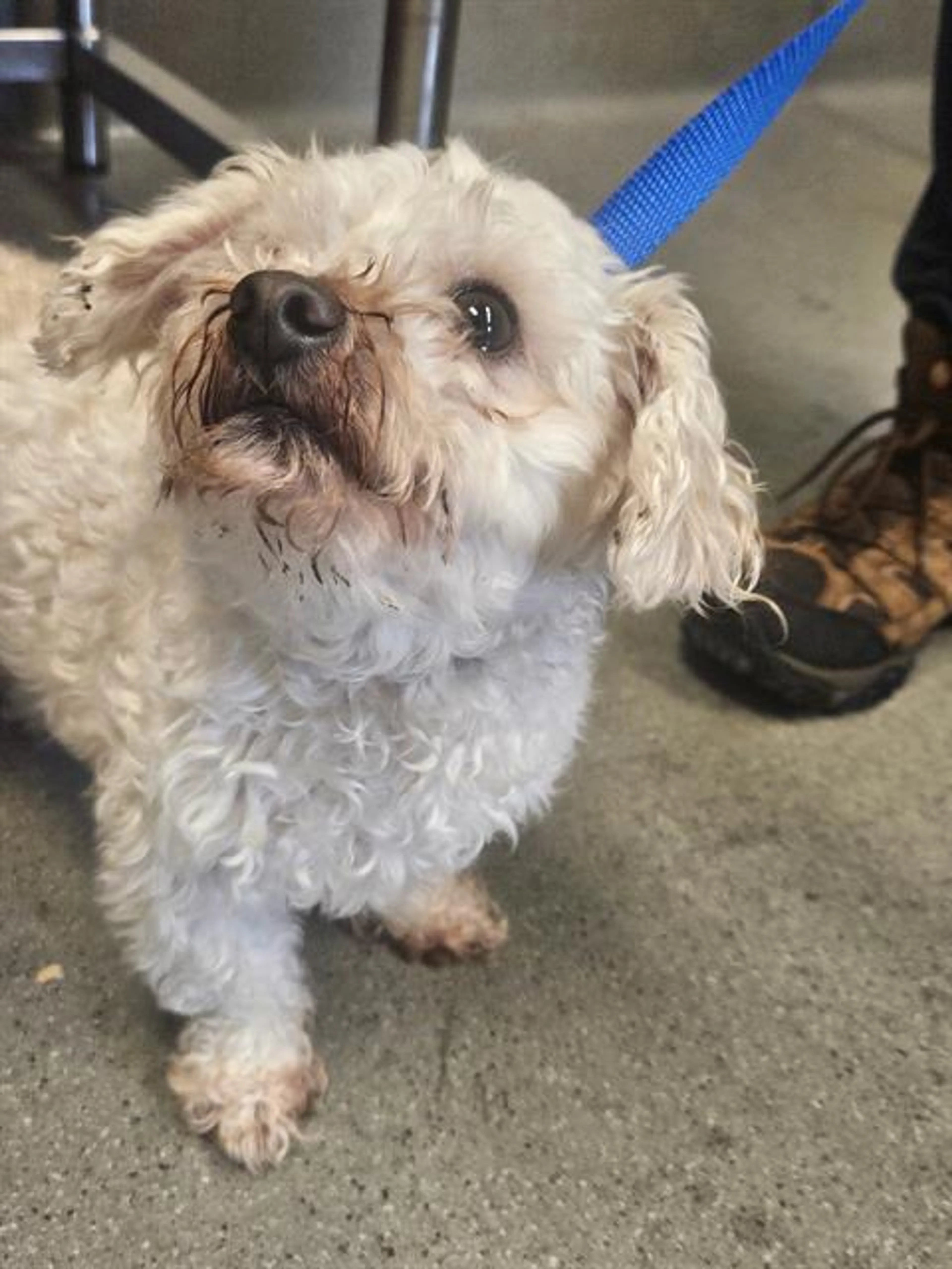 Found pet
