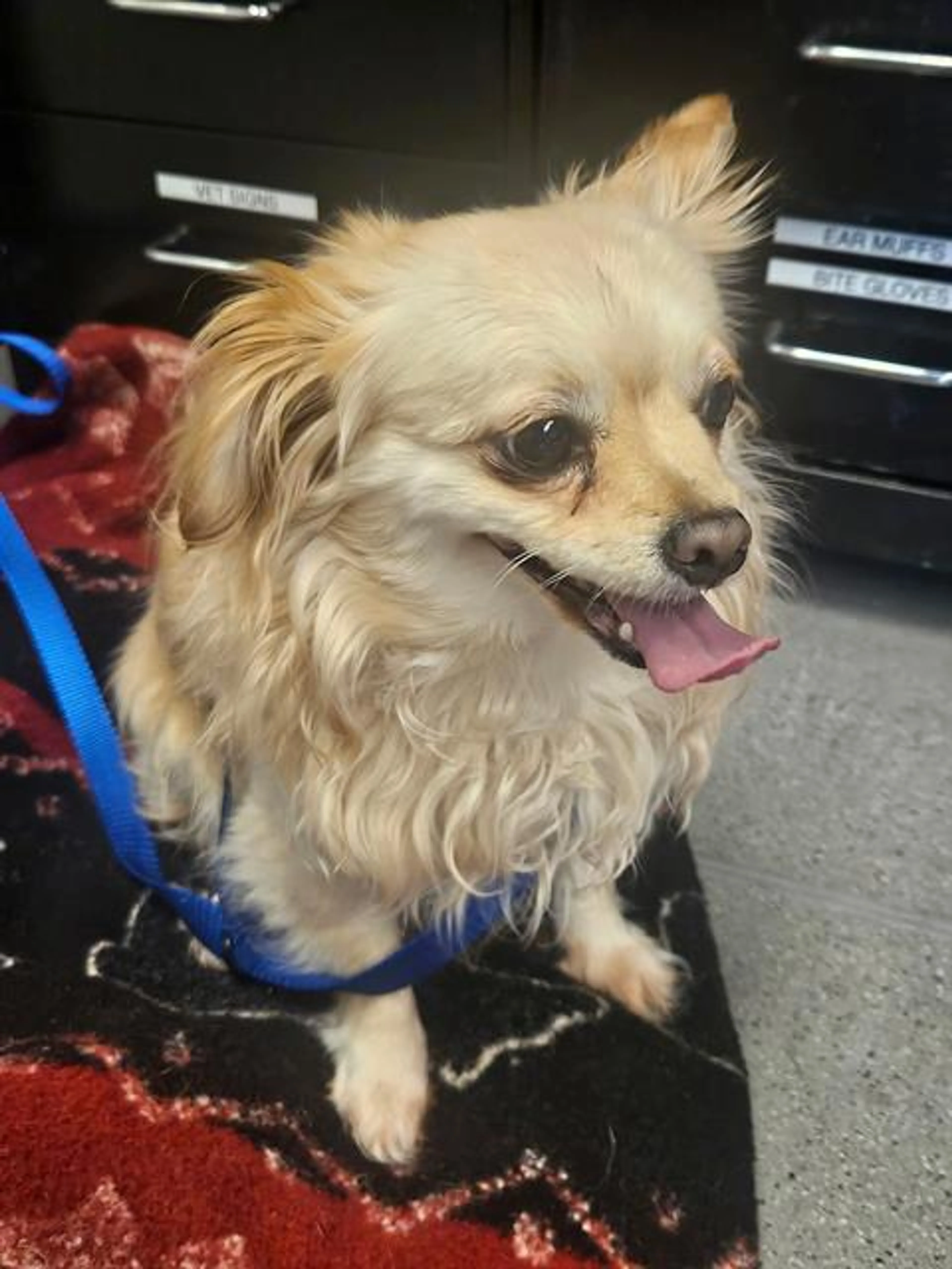 Found pet