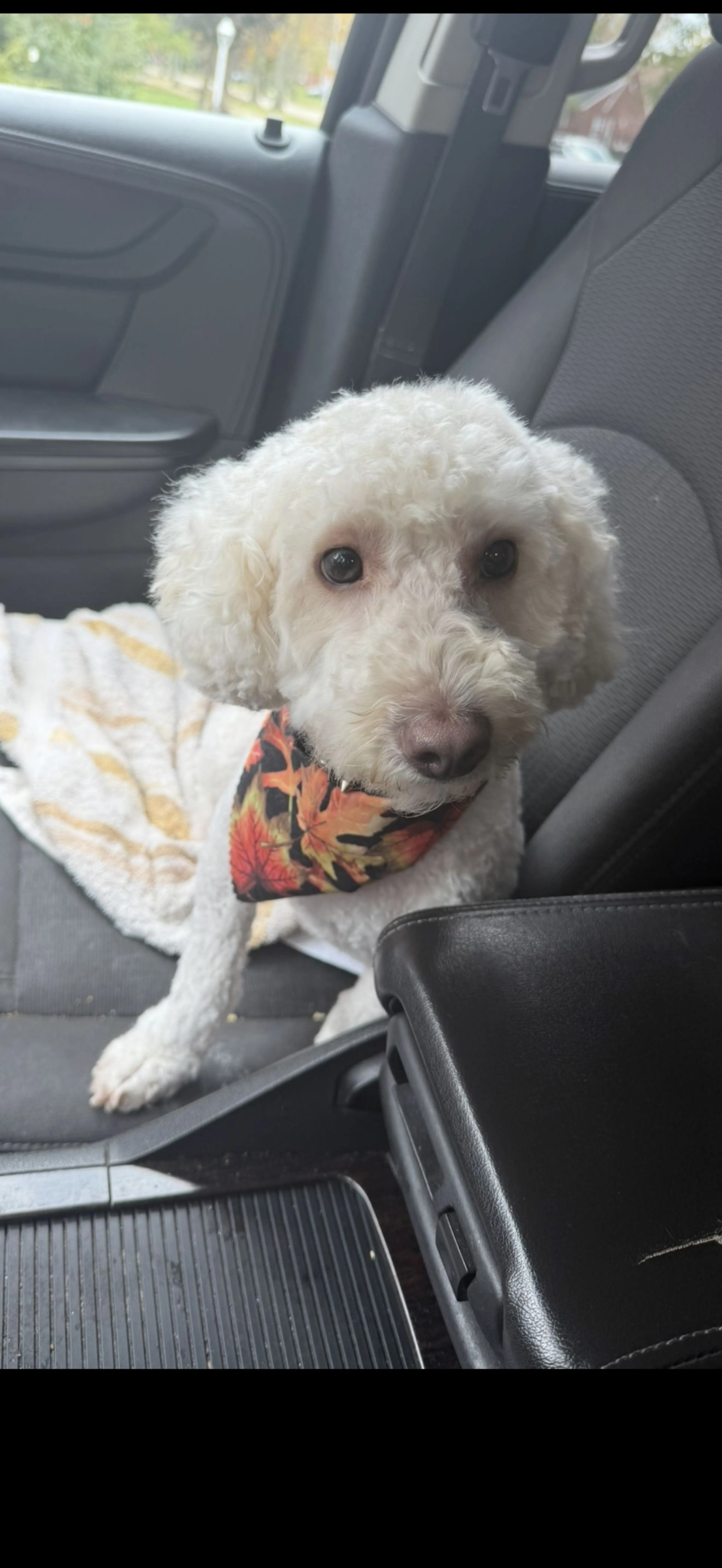 Lost pet