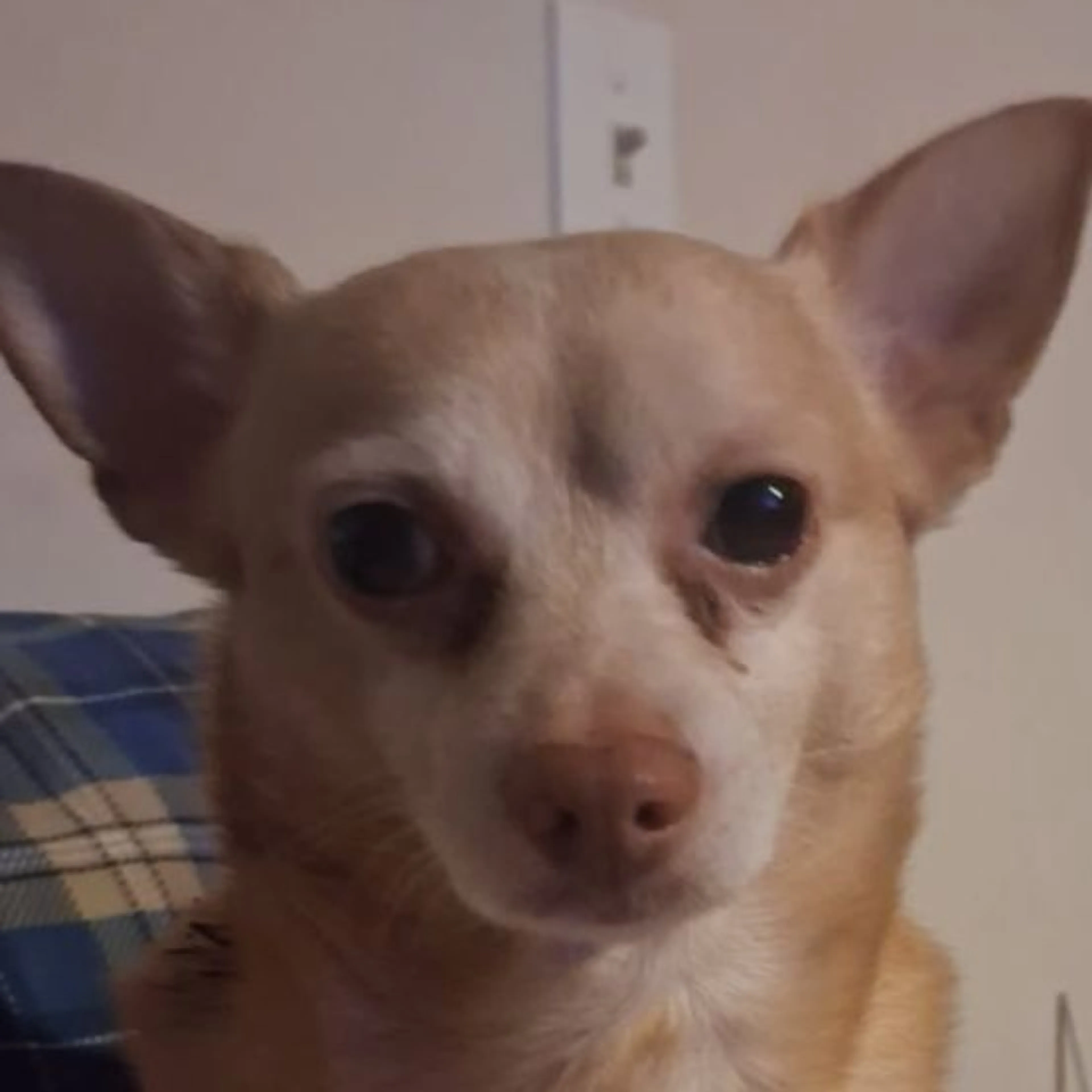 cdn image