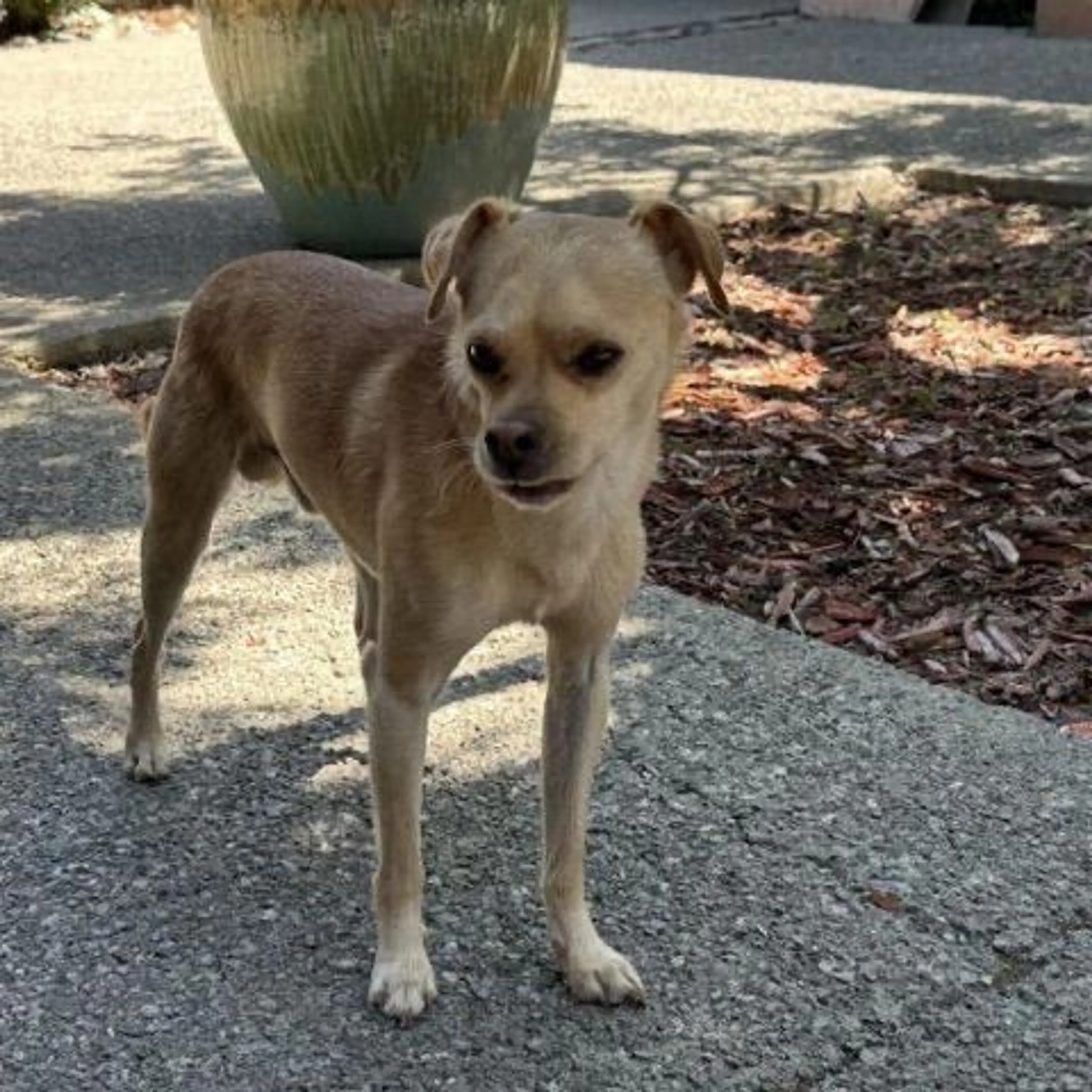 Found pet