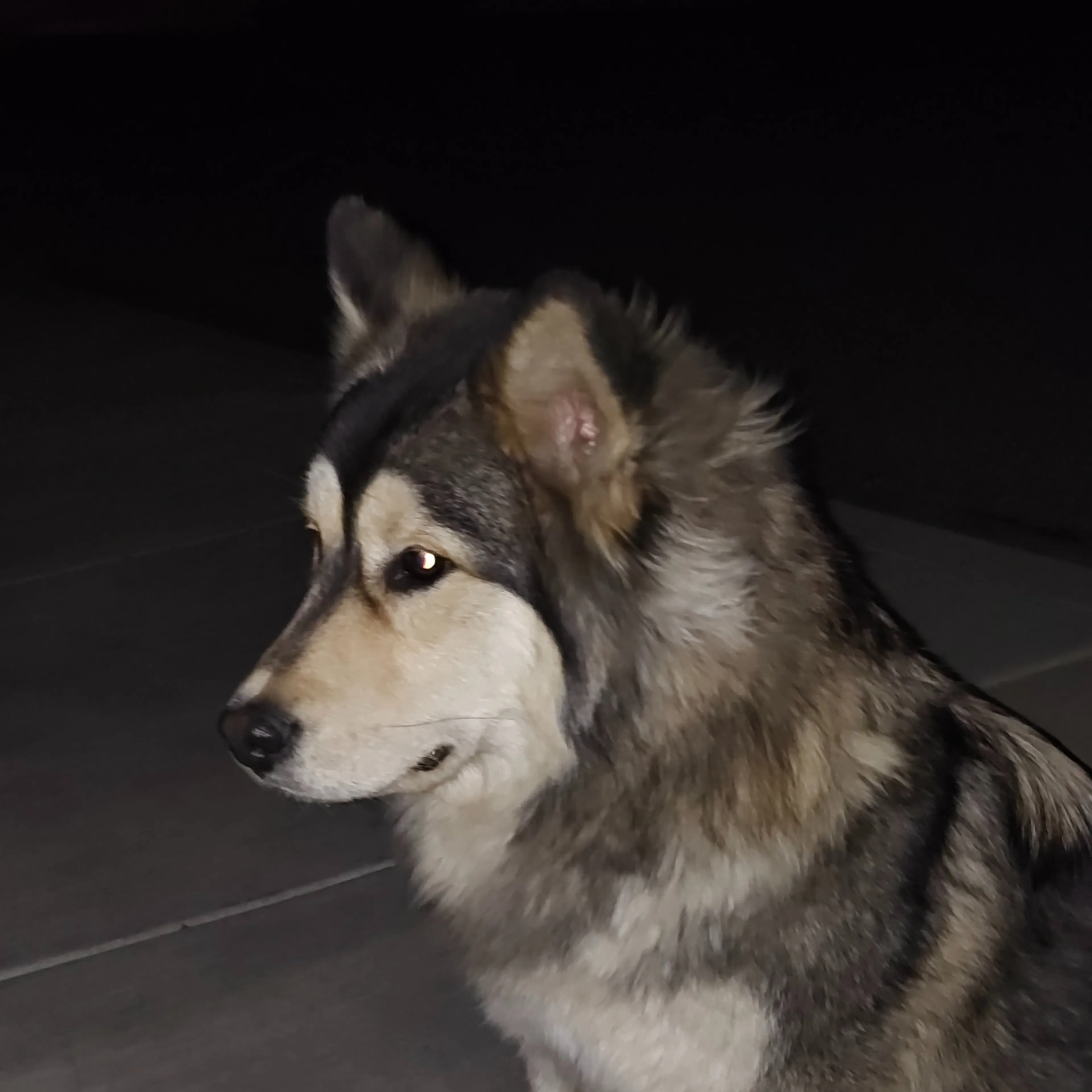 Found pet-2
