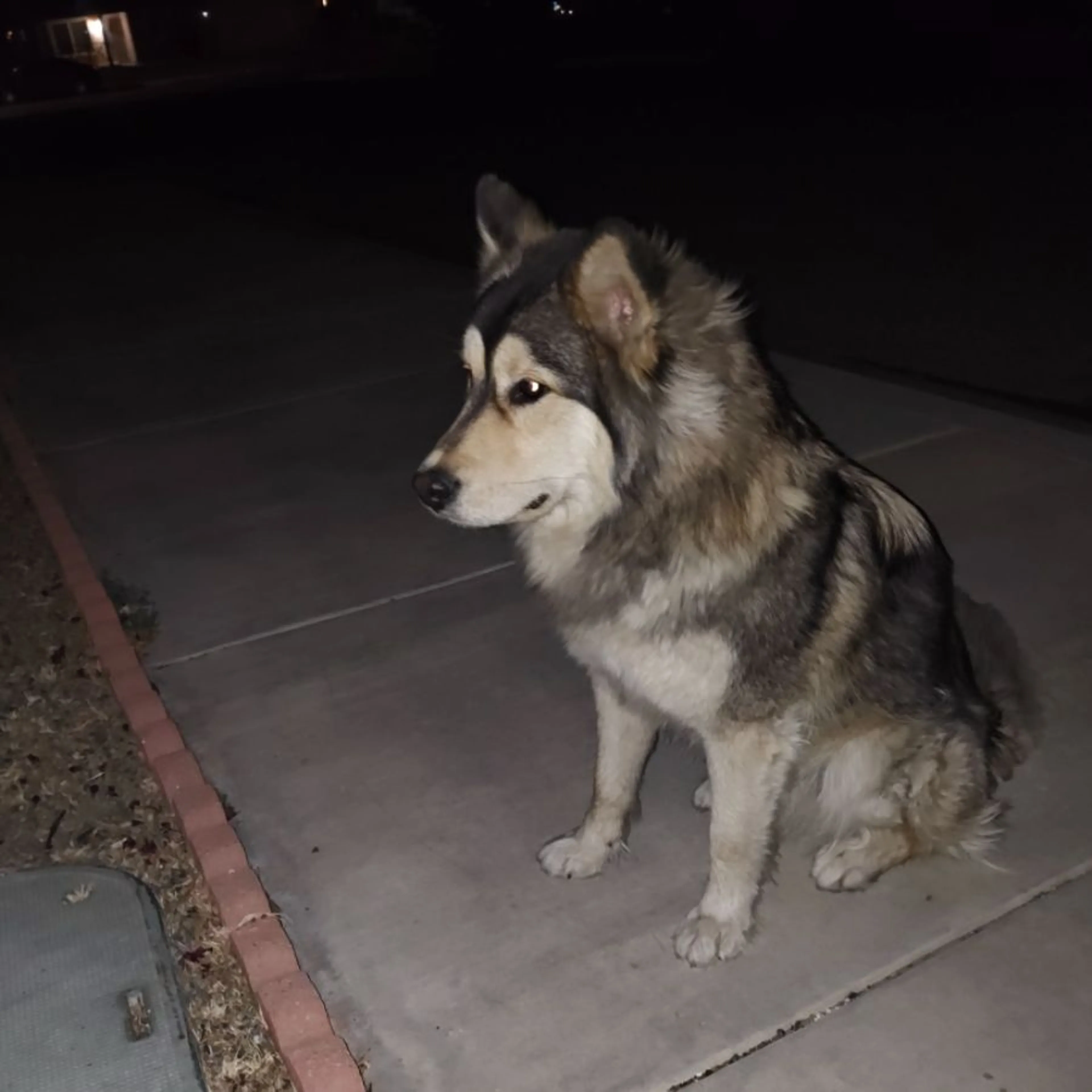 Found pet-0