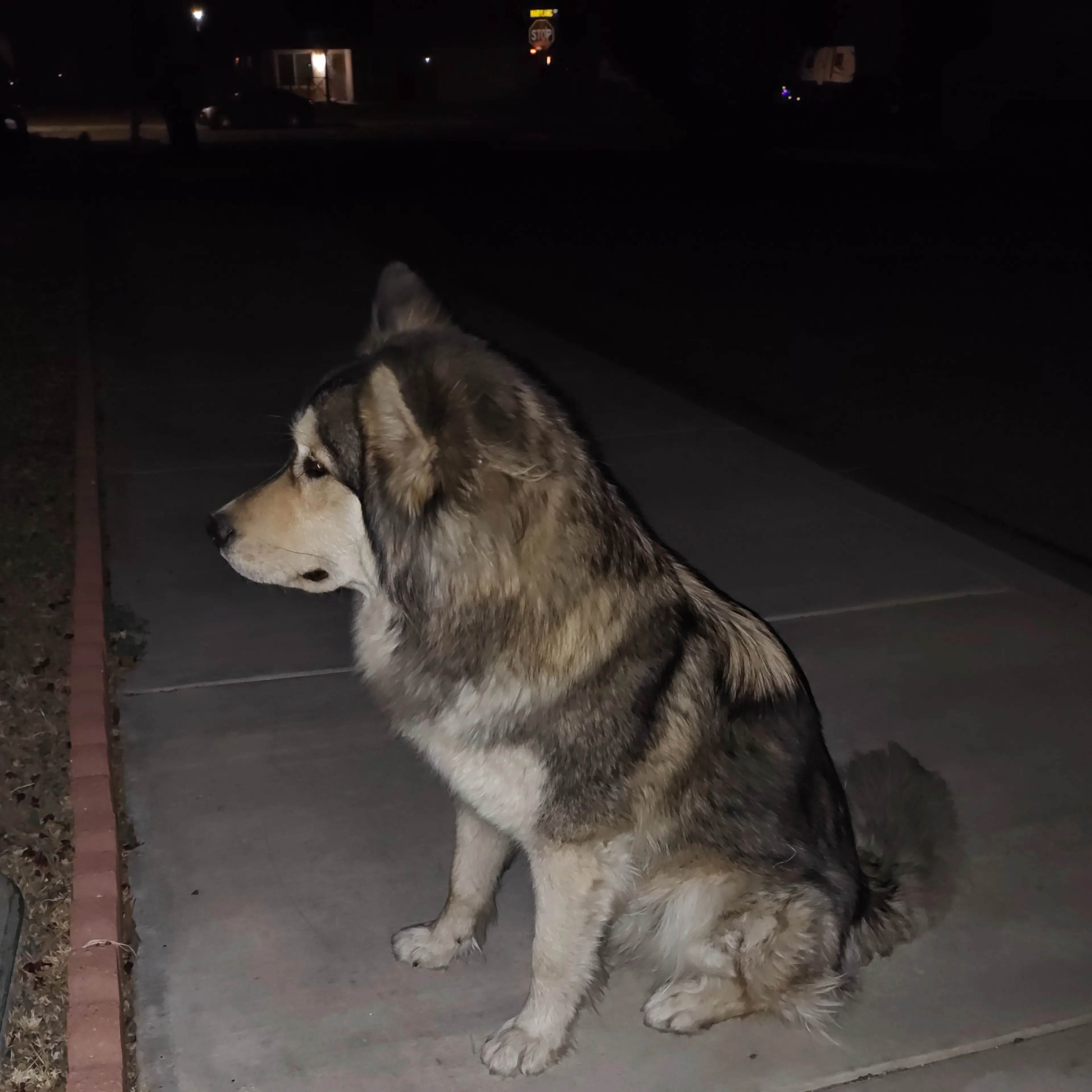 Found pet-1