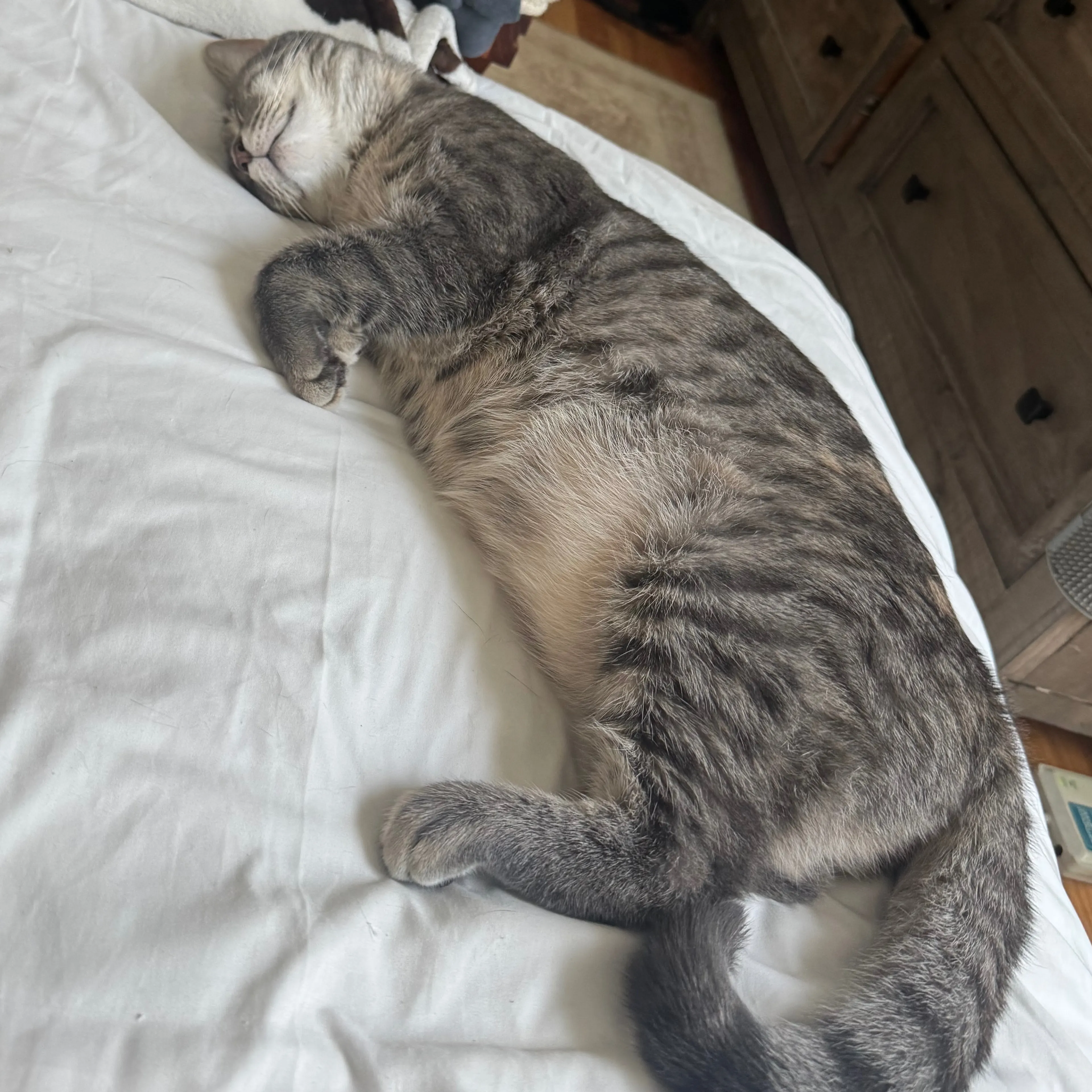 Lost pet-1