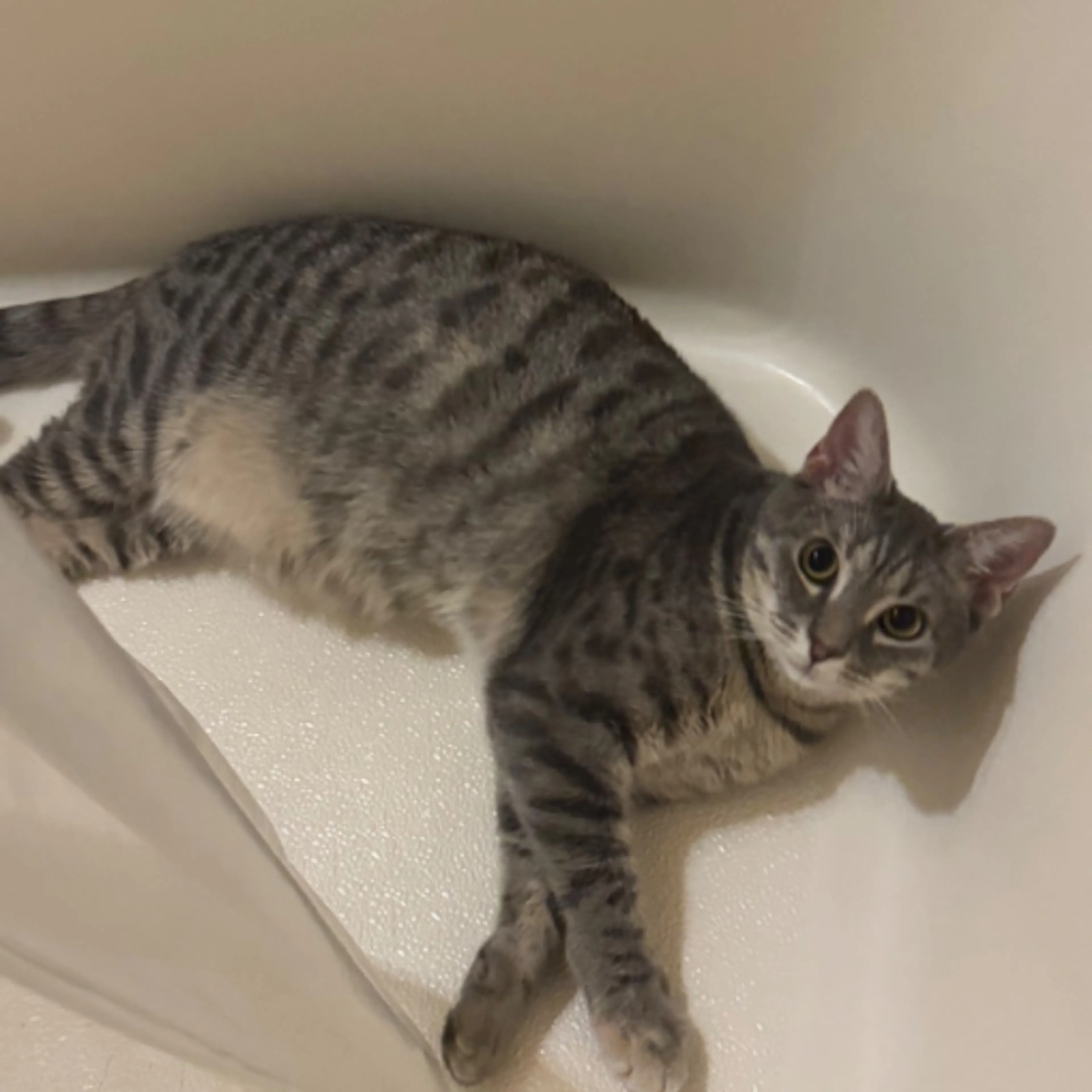 Lost pet-0