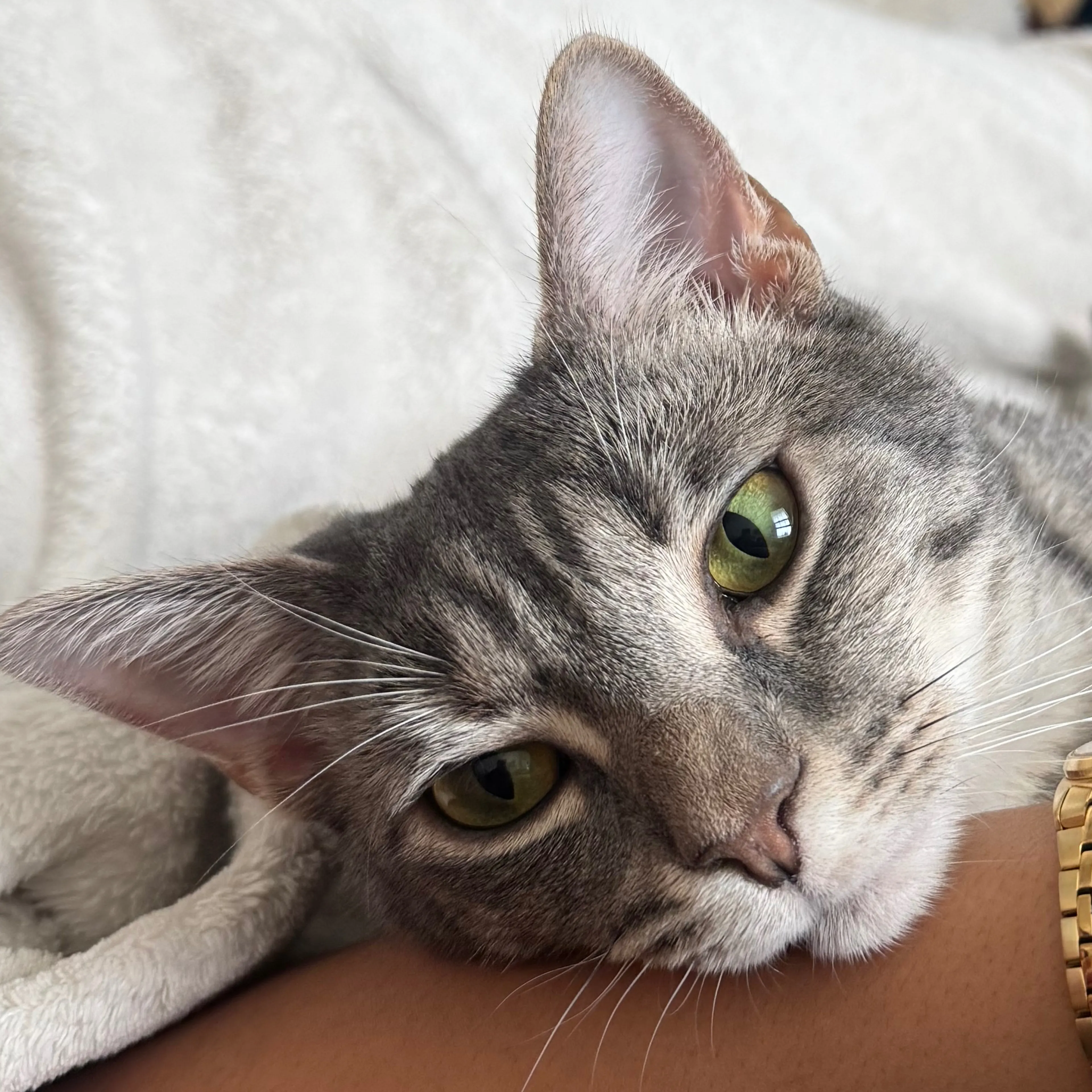 Lost pet-2