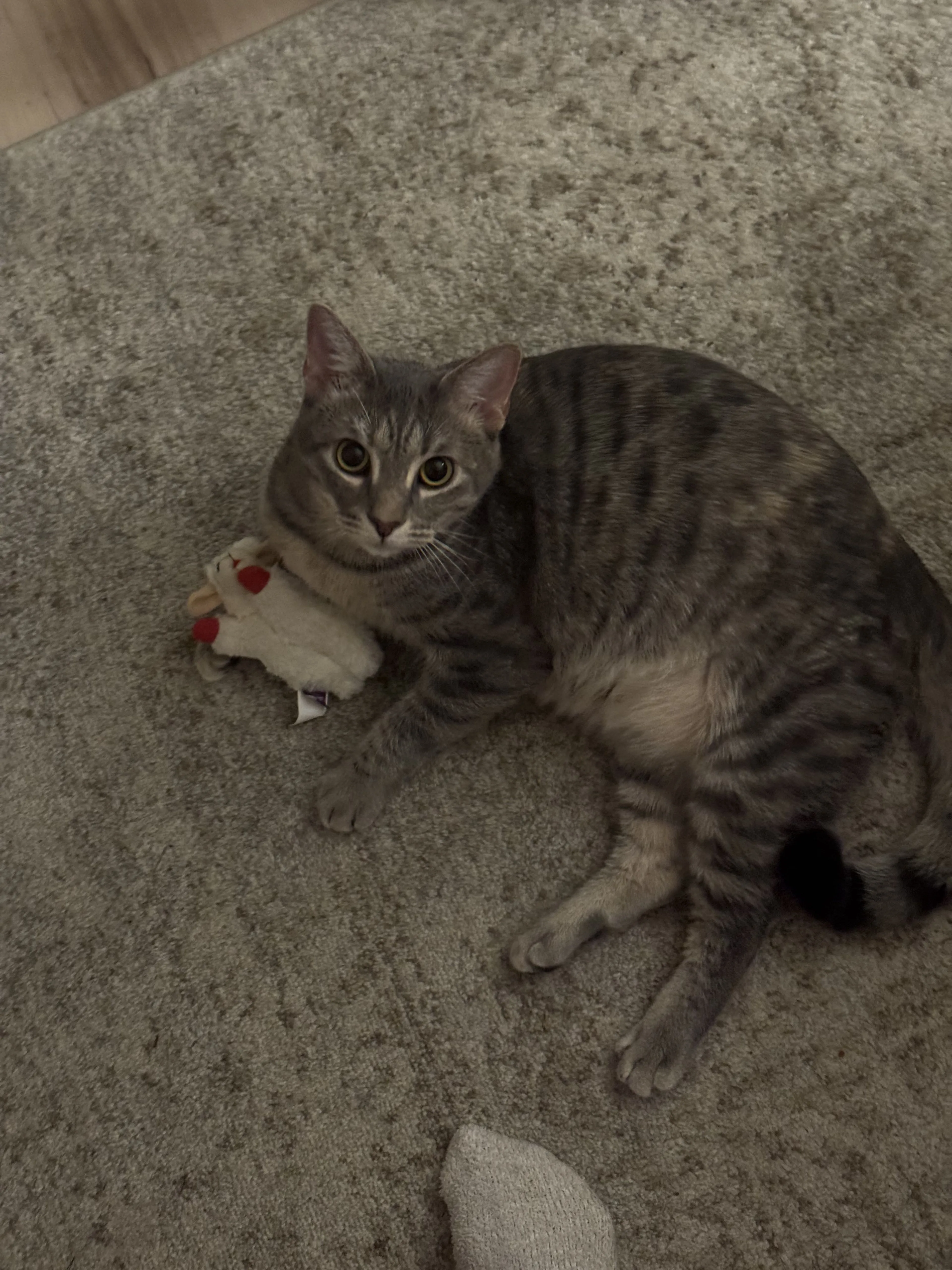 Lost pet-3