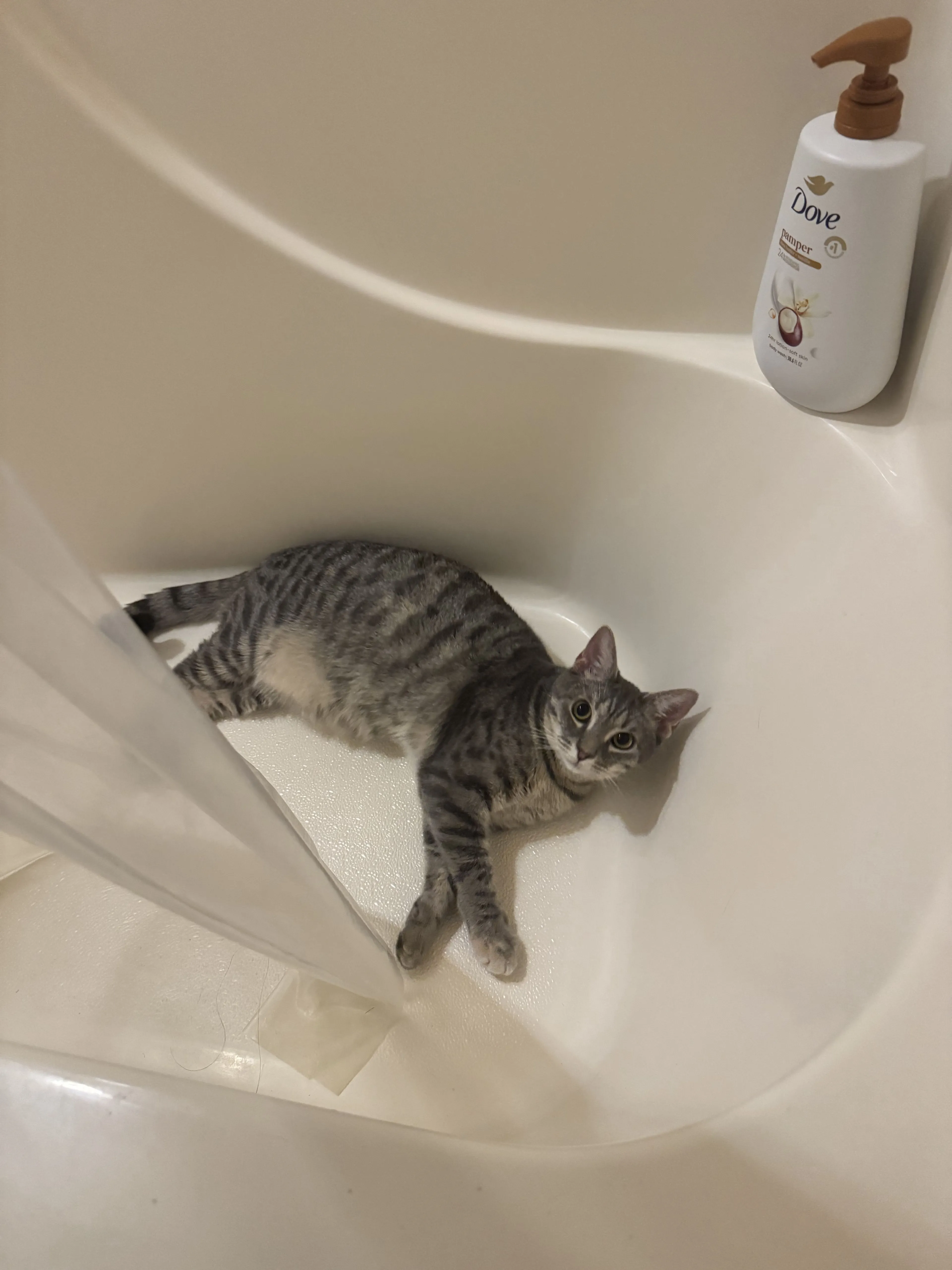 Lost pet-2