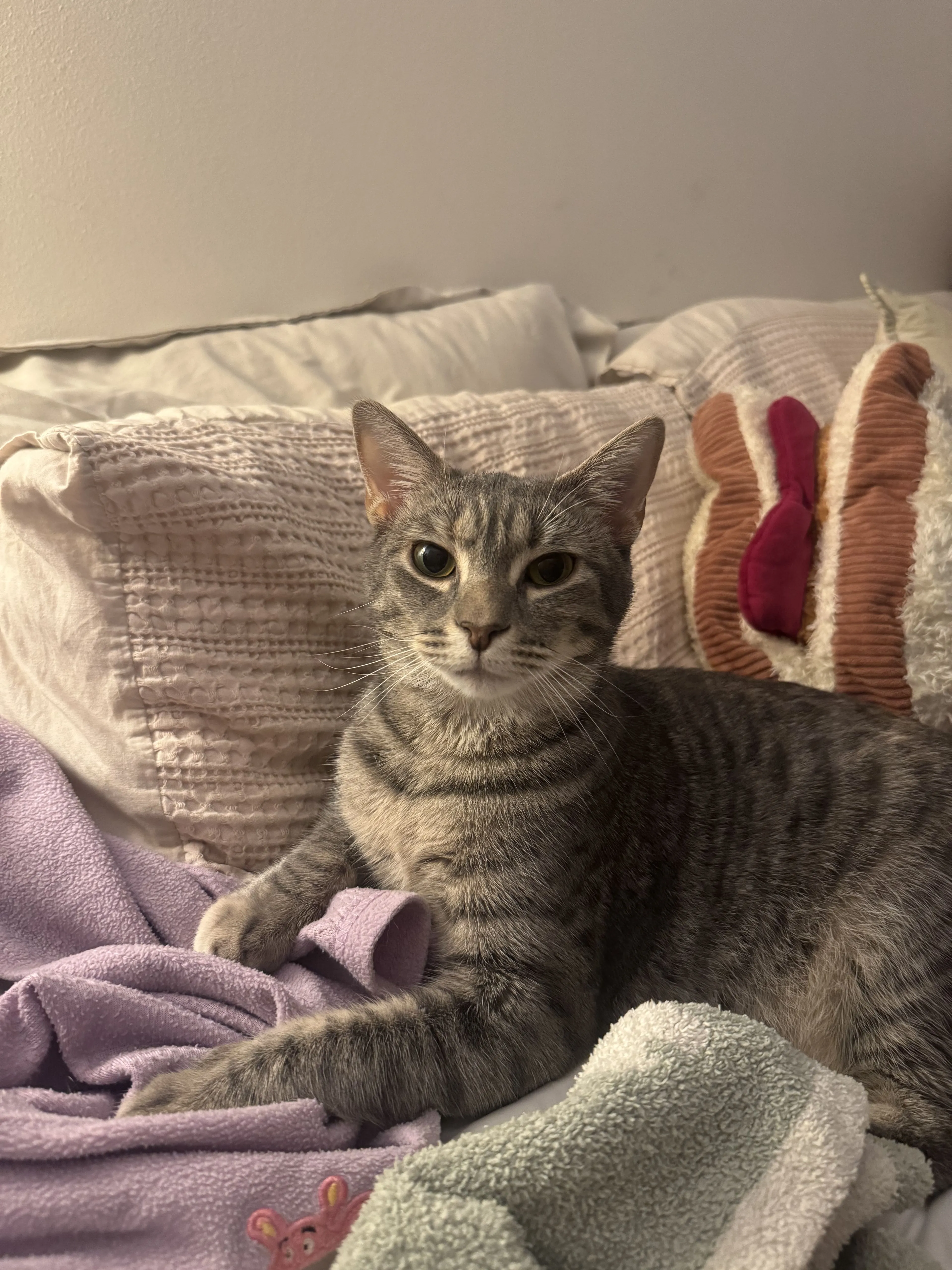 Lost pet-1