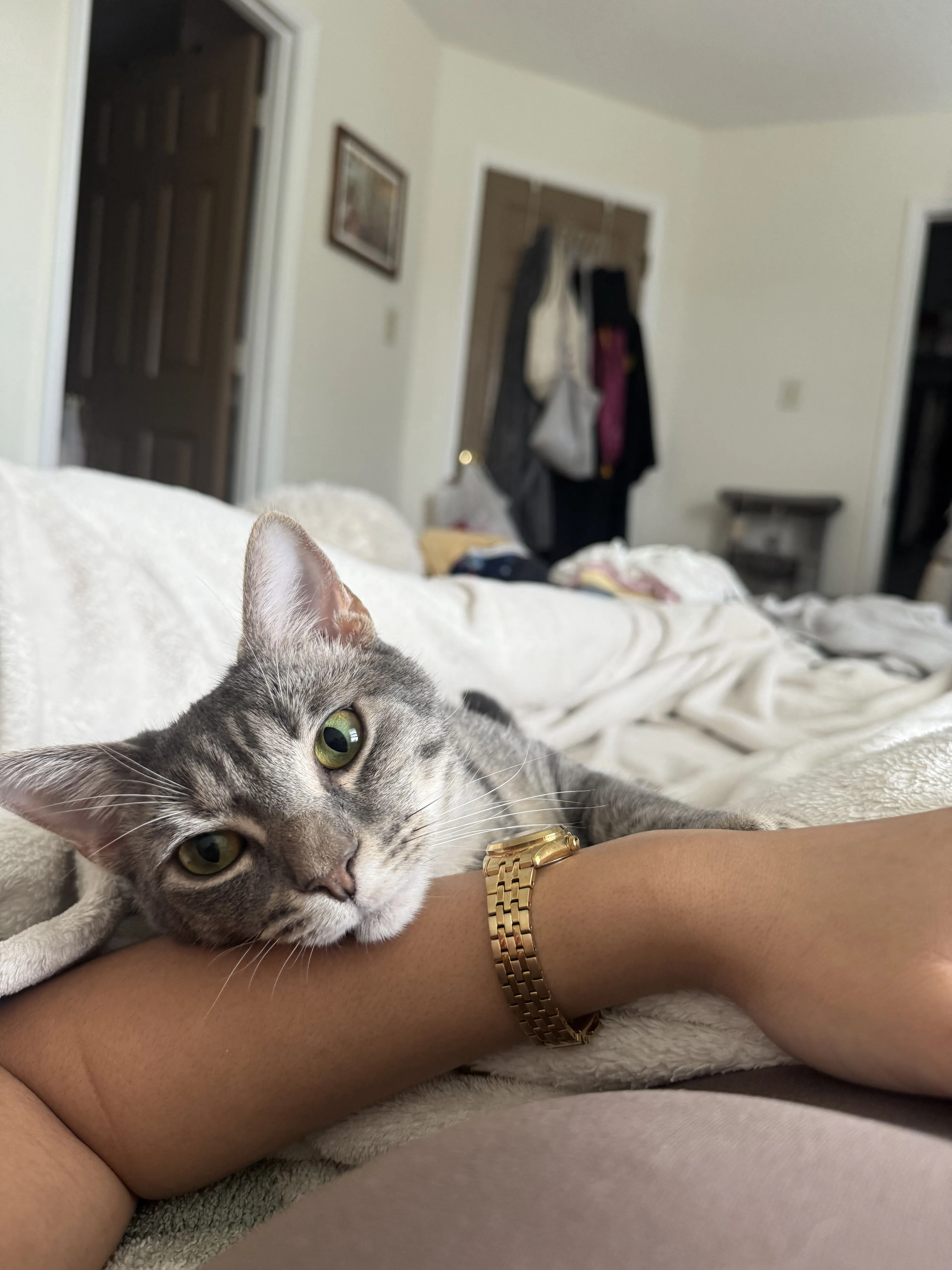Lost pet-0