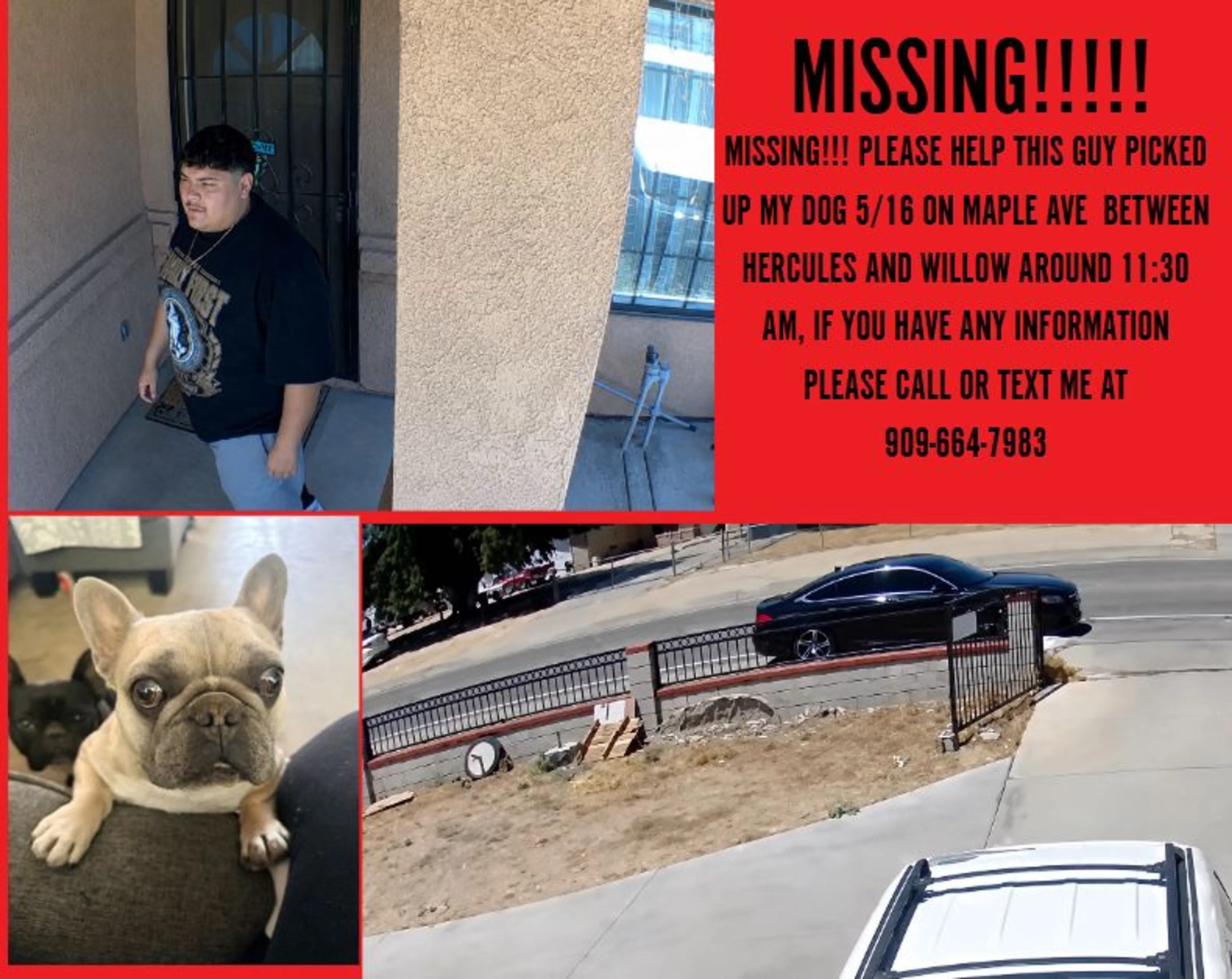 Lost pet