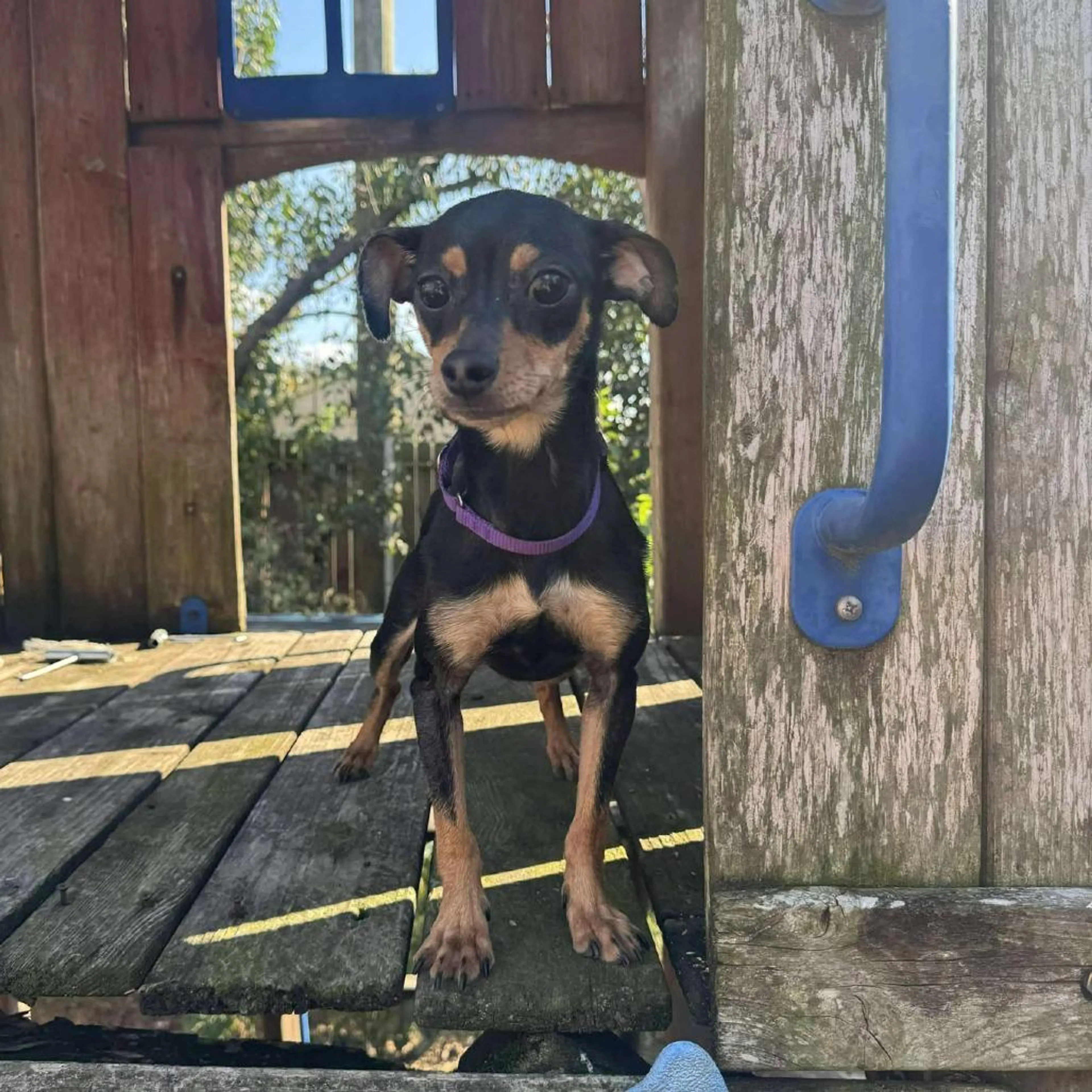 Found pet-4