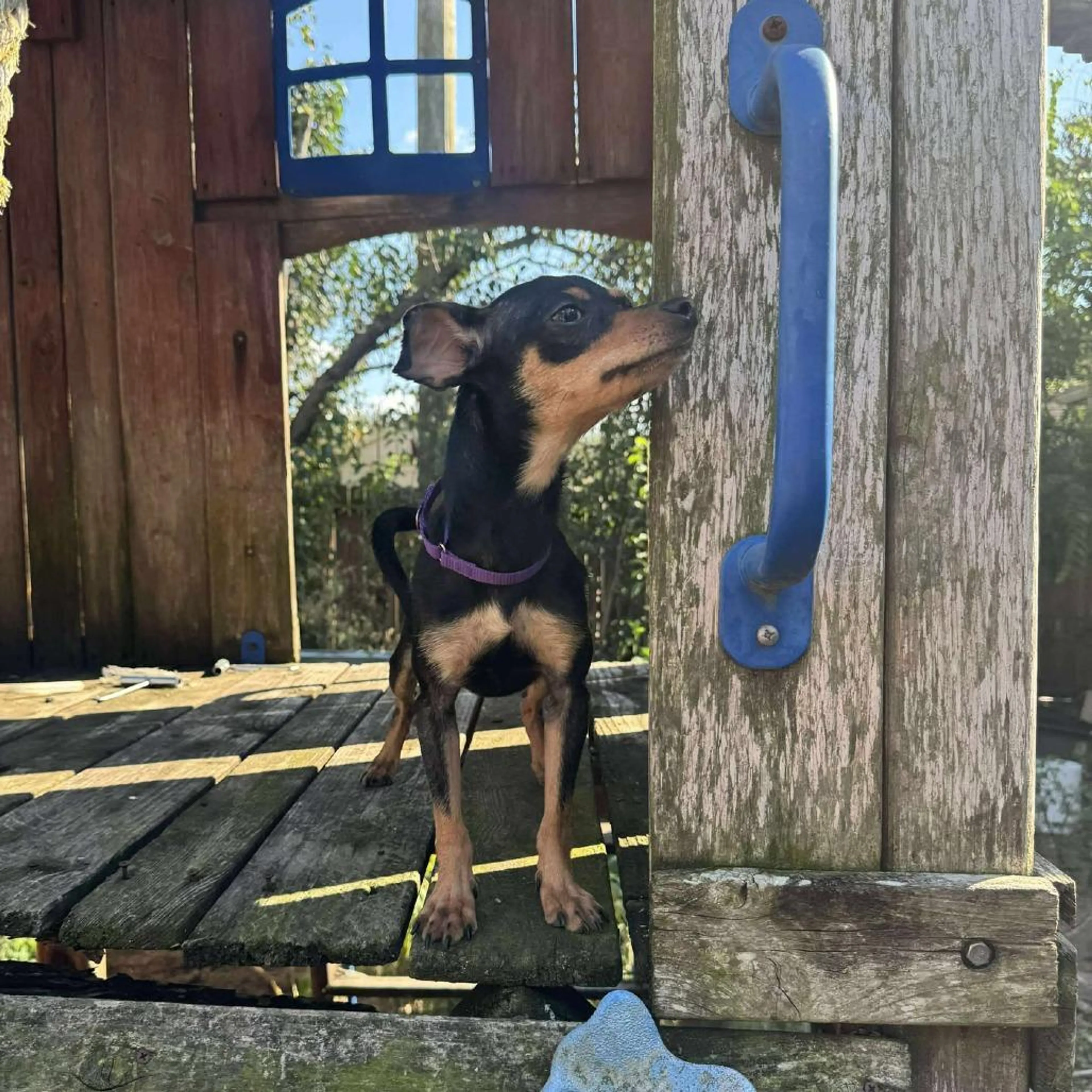 Found pet-0