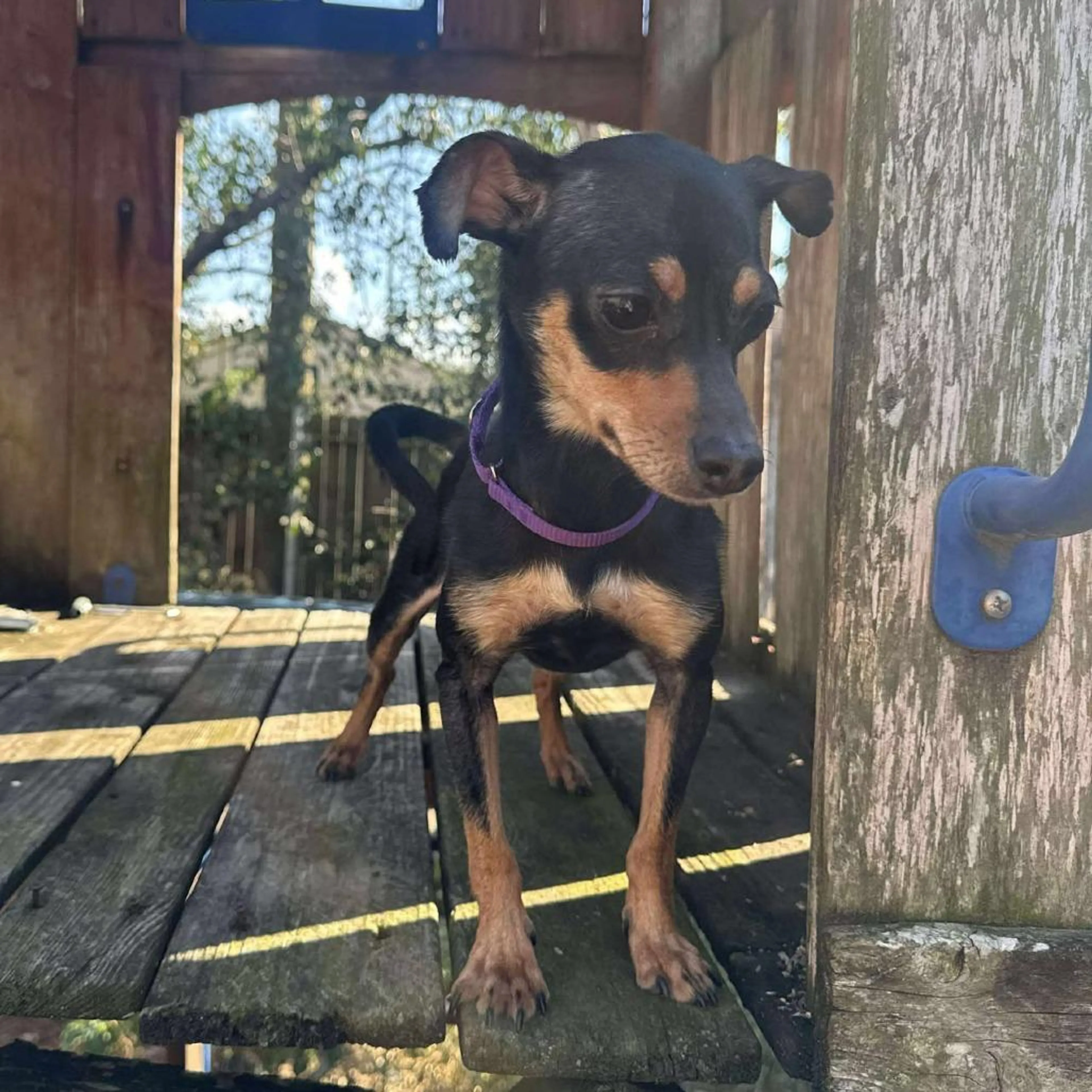 Found pet-2