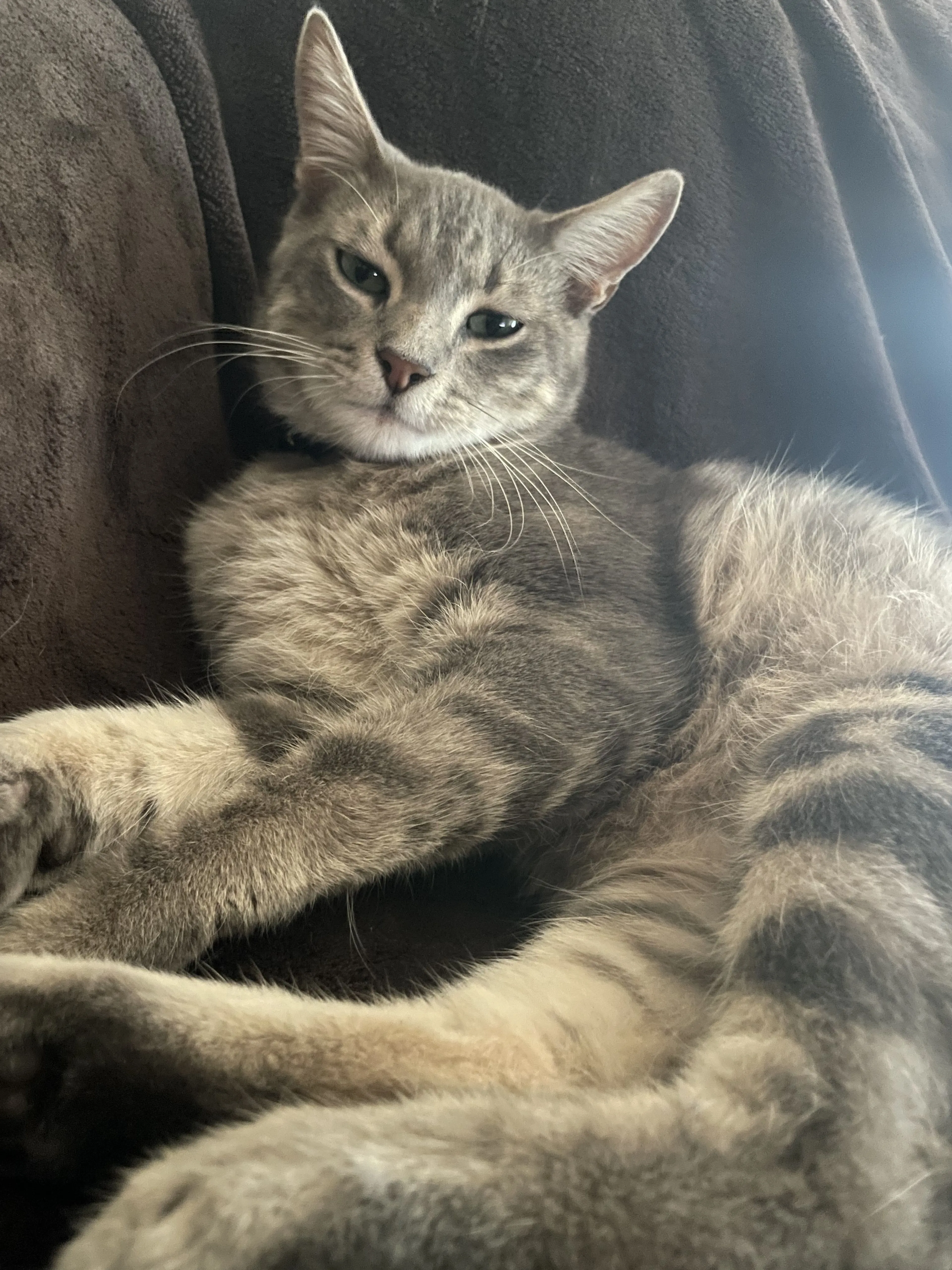 Lost pet-1