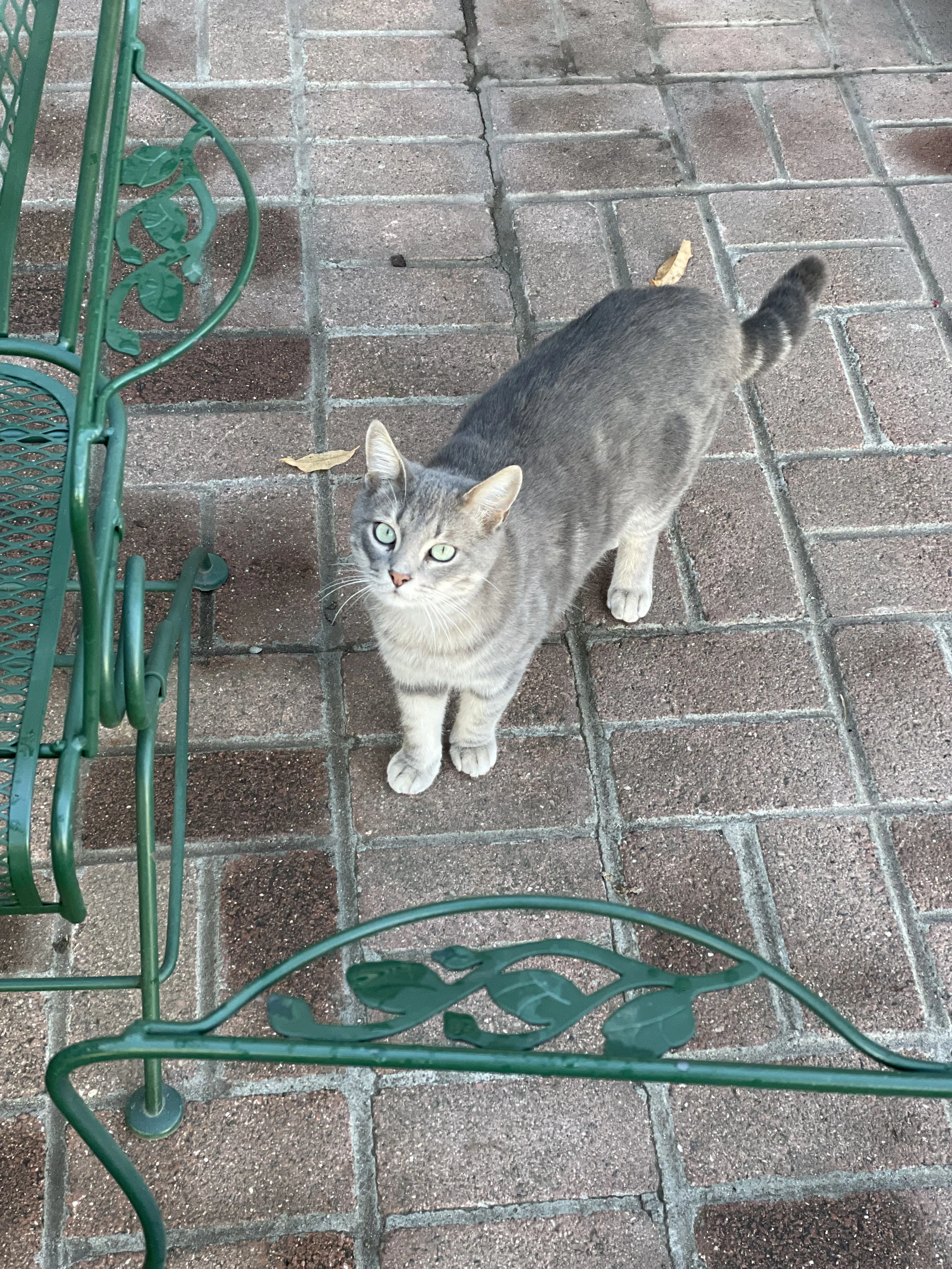 Lost pet-0