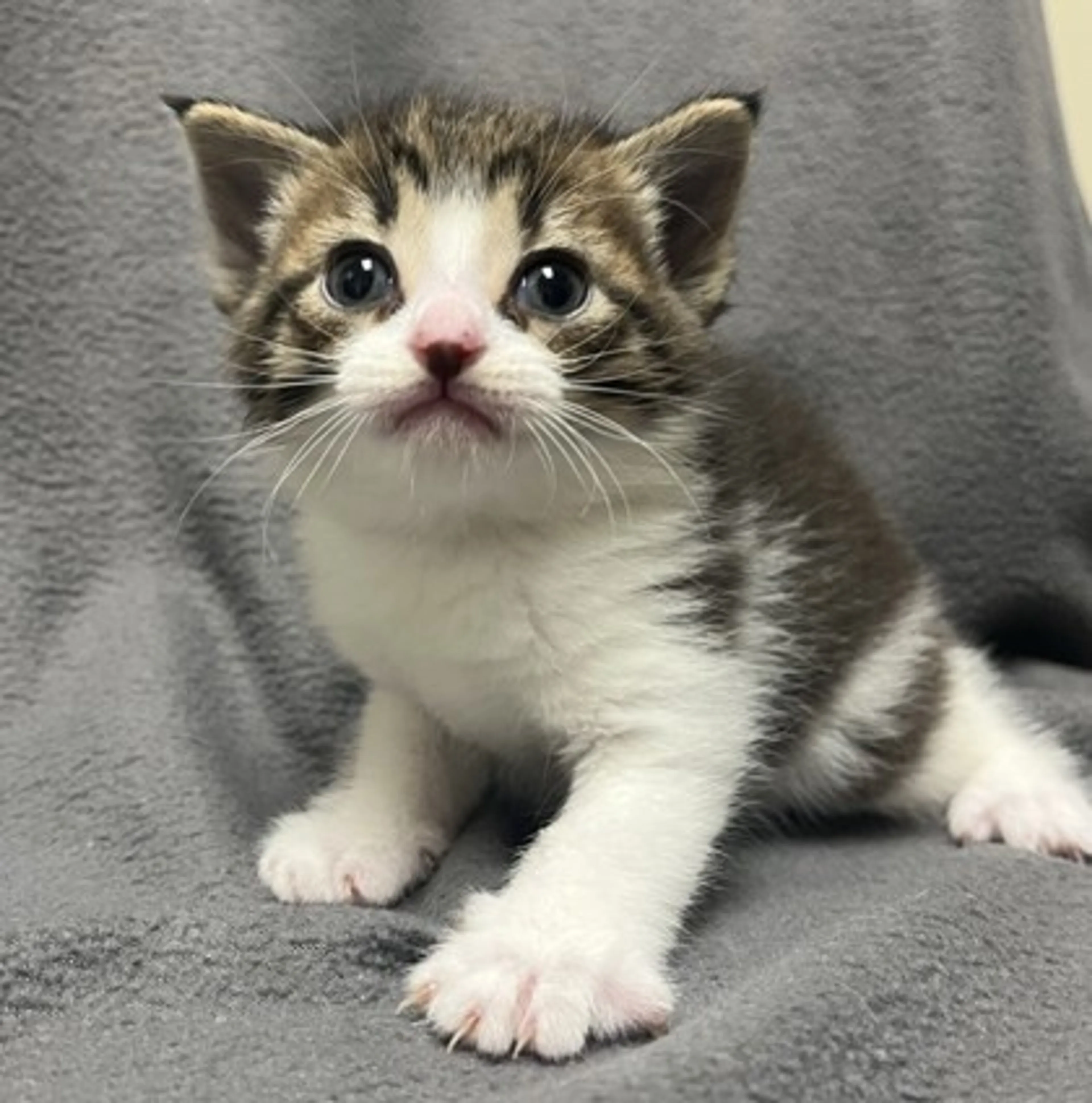 Found pet-1