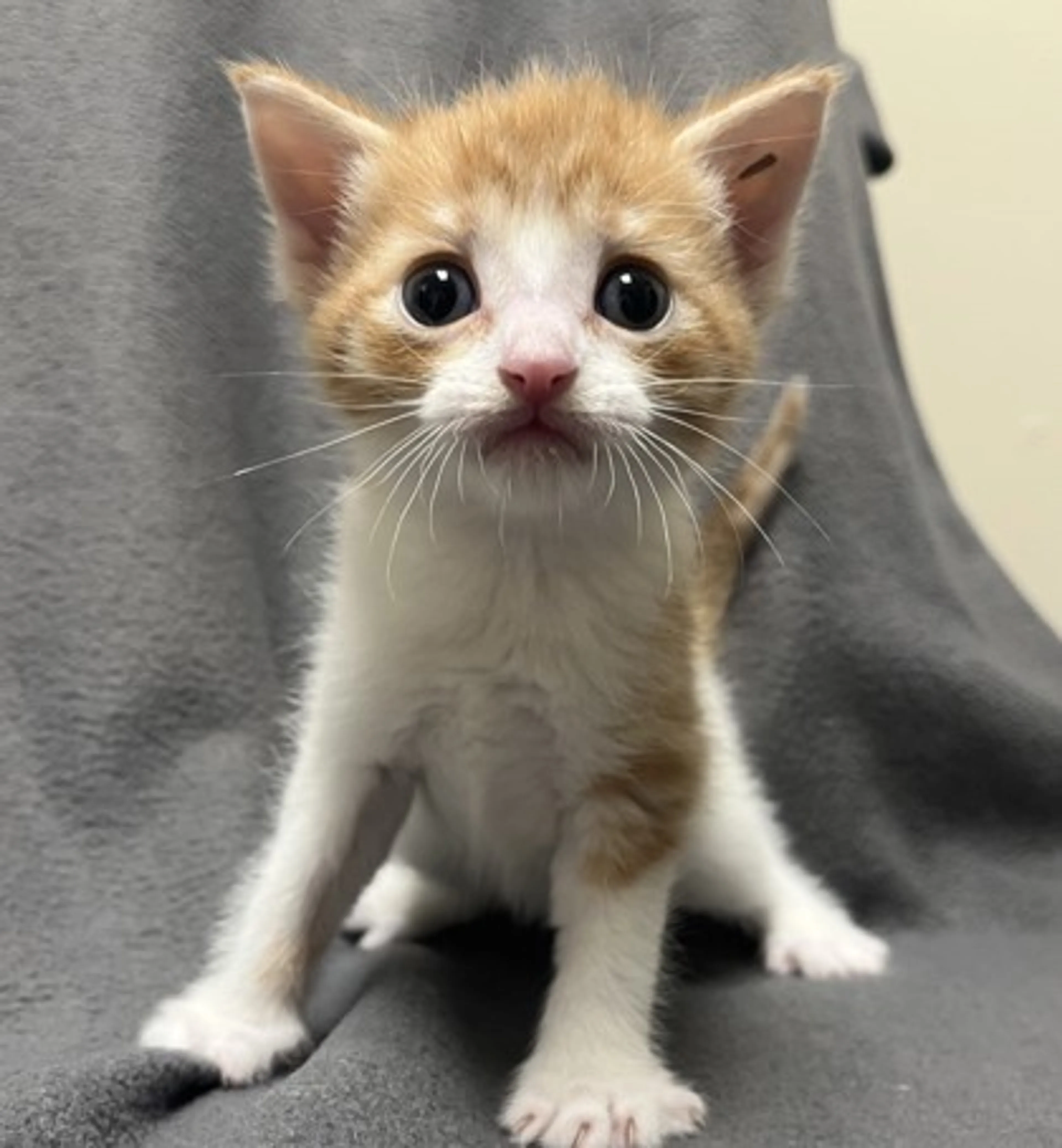 Found pet-1