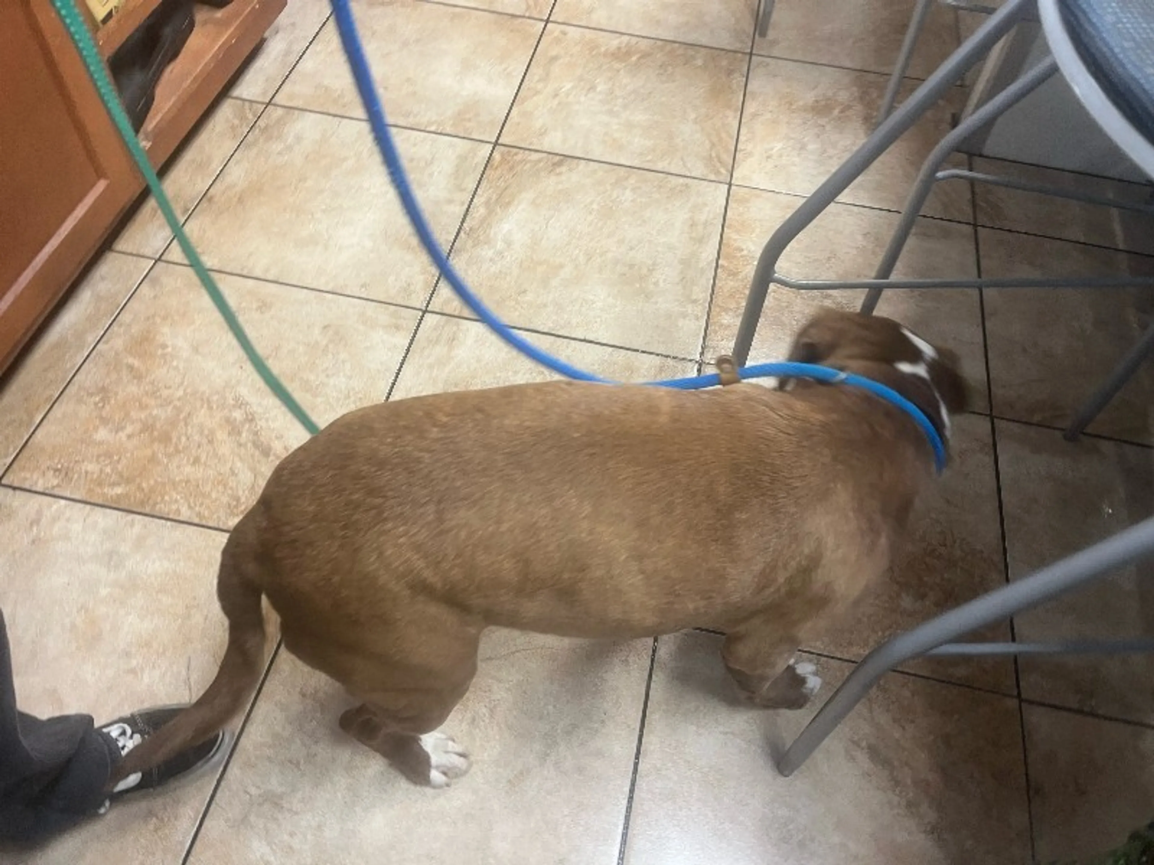 Found pet-2