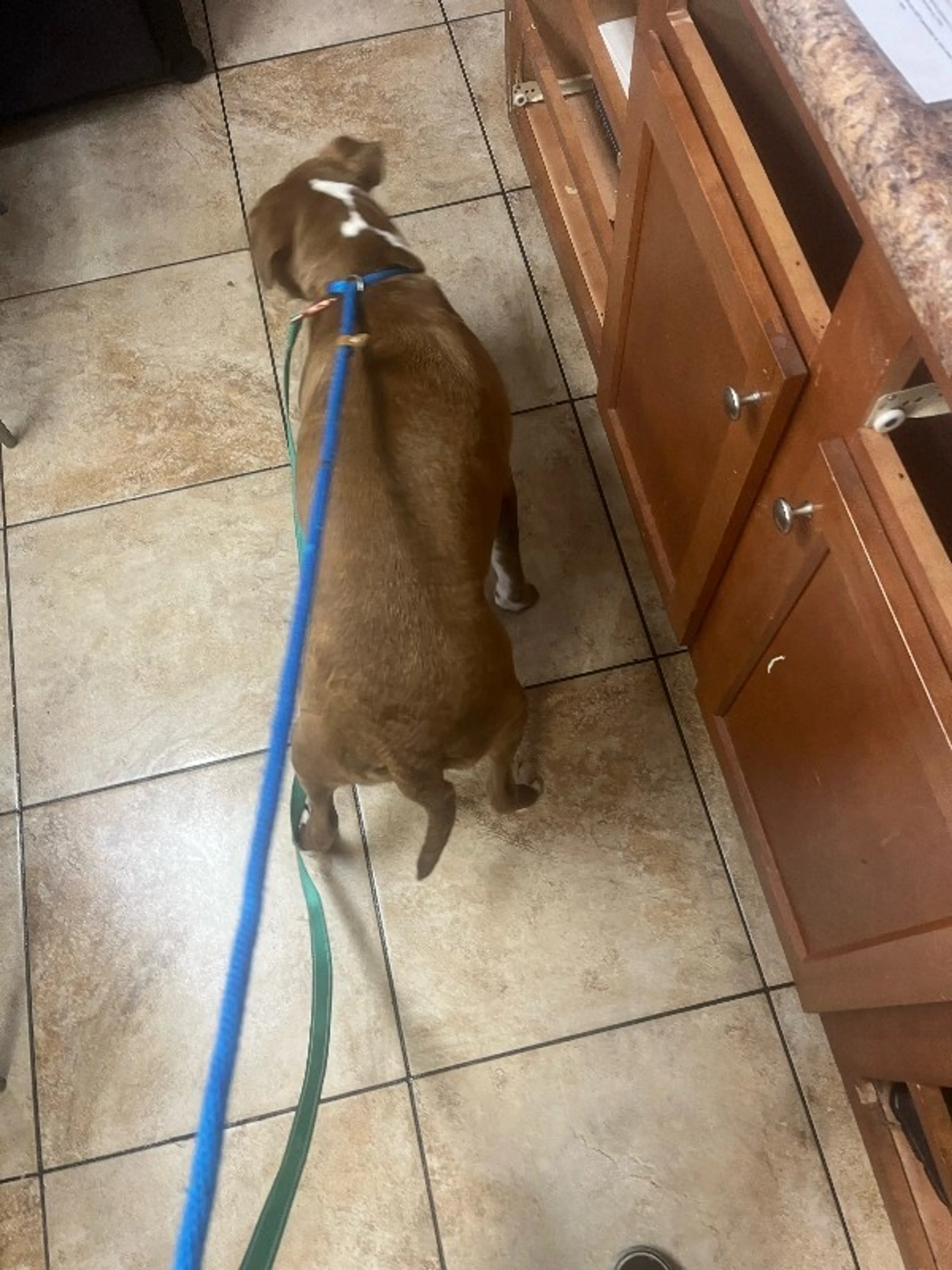 Found pet-1