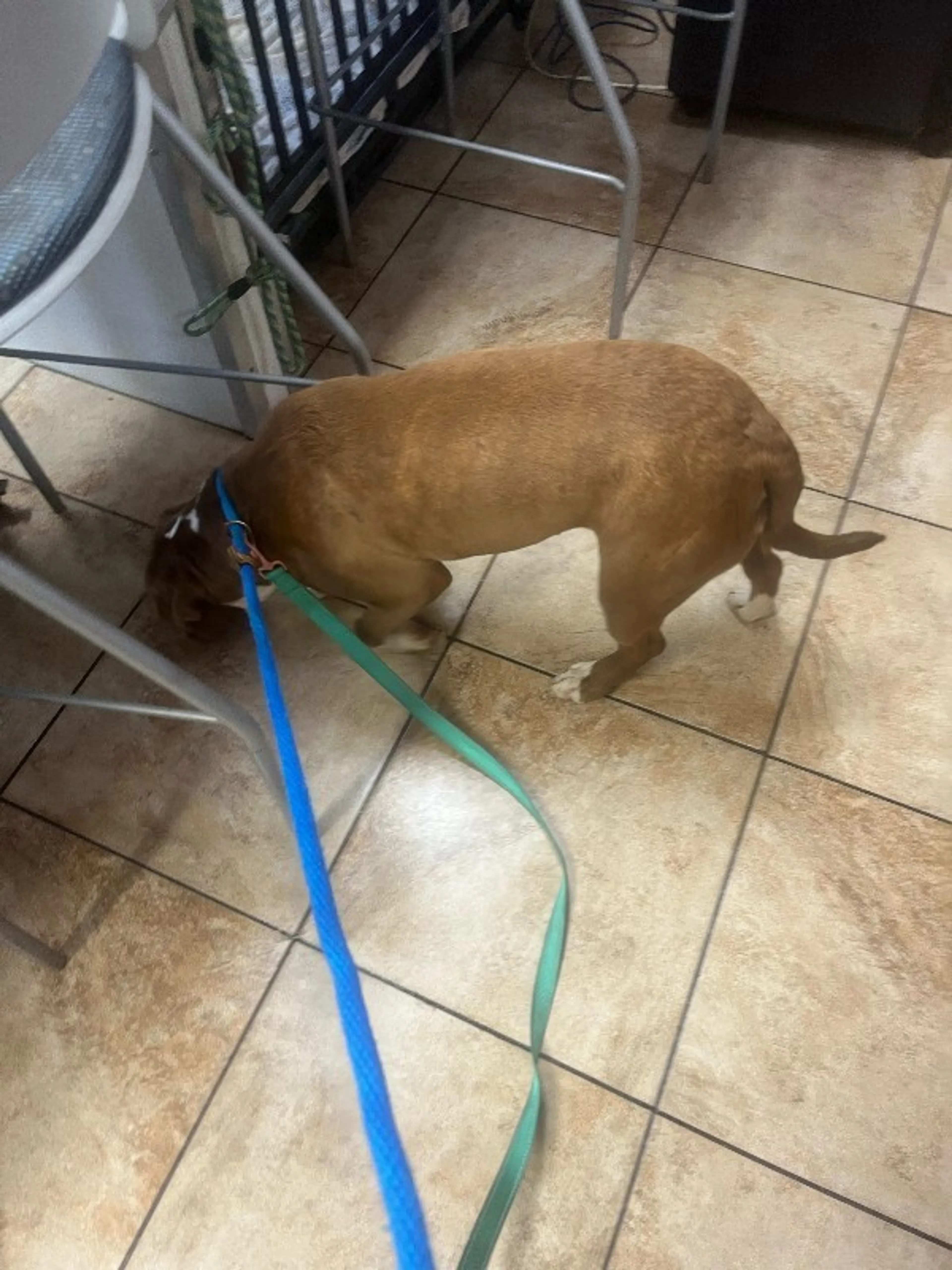 Found pet-3