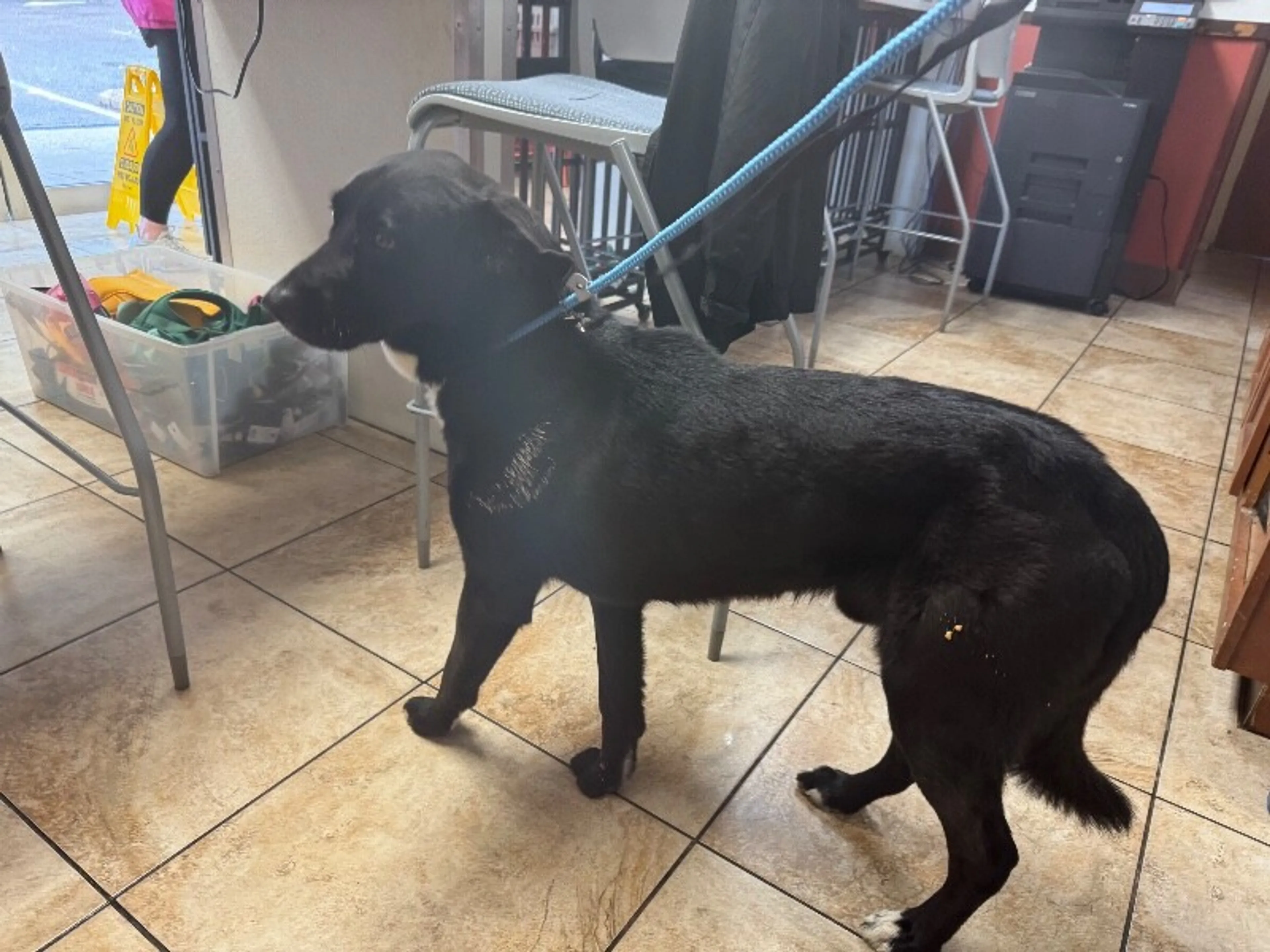 Found pet-2