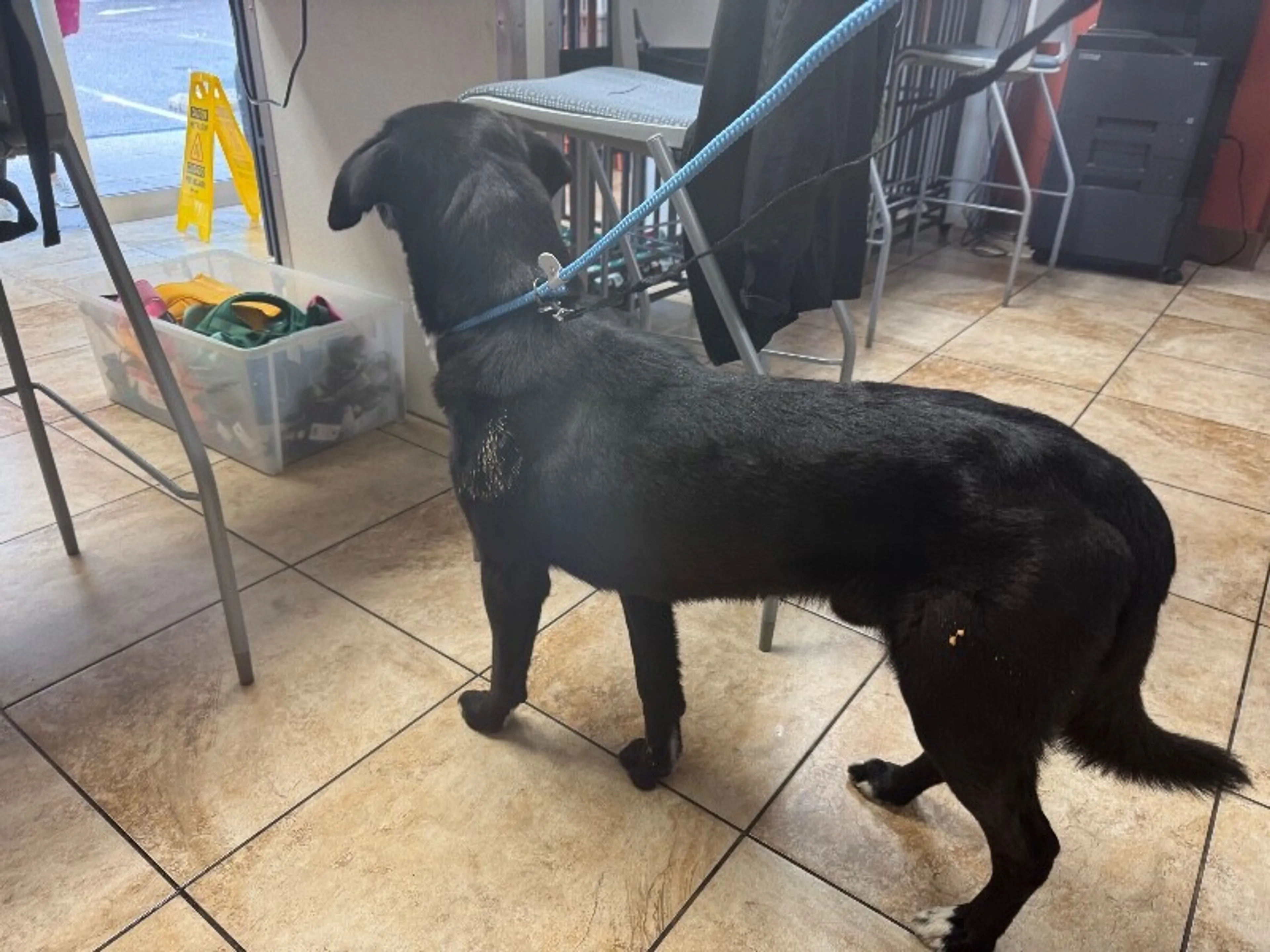 Found pet-1
