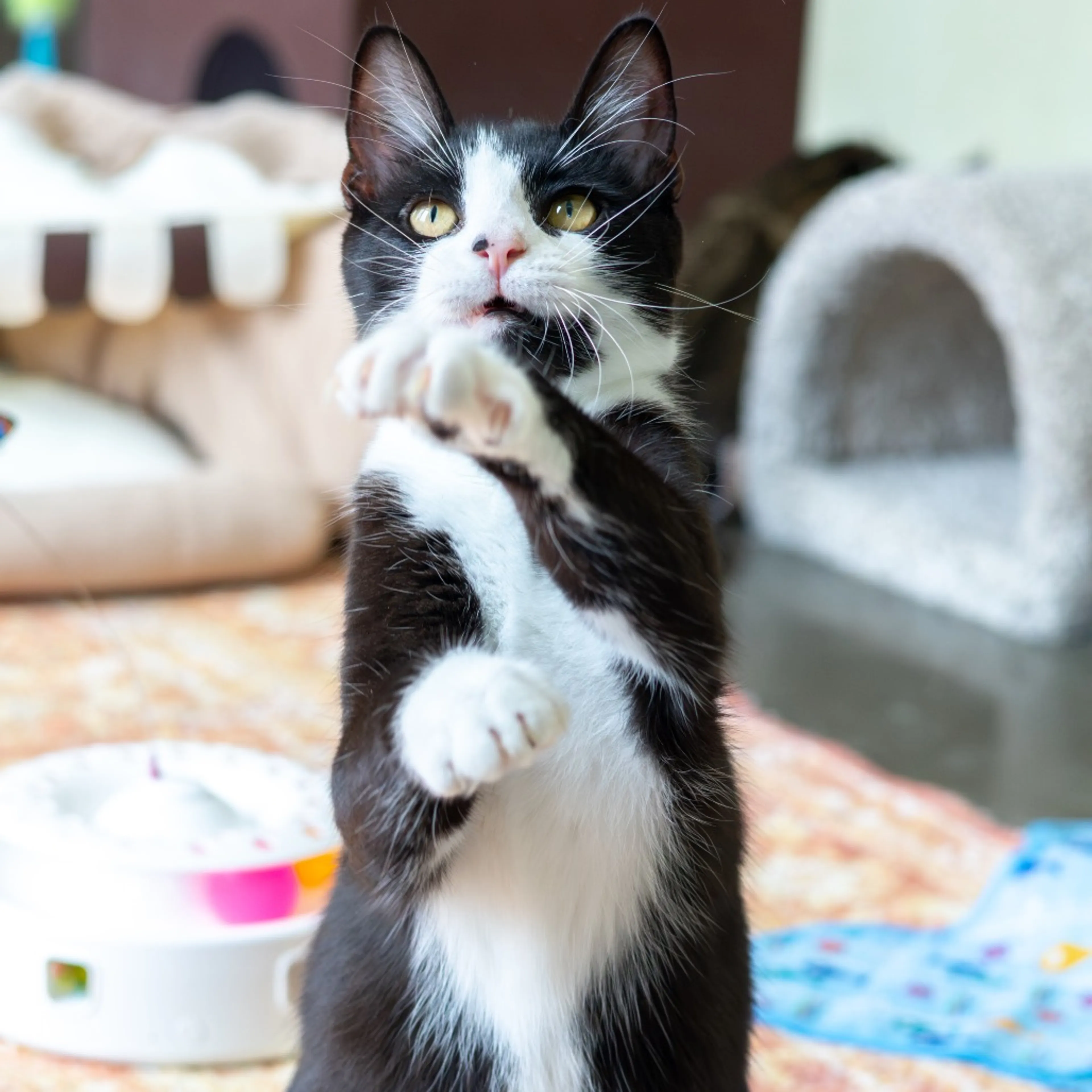 cdn image